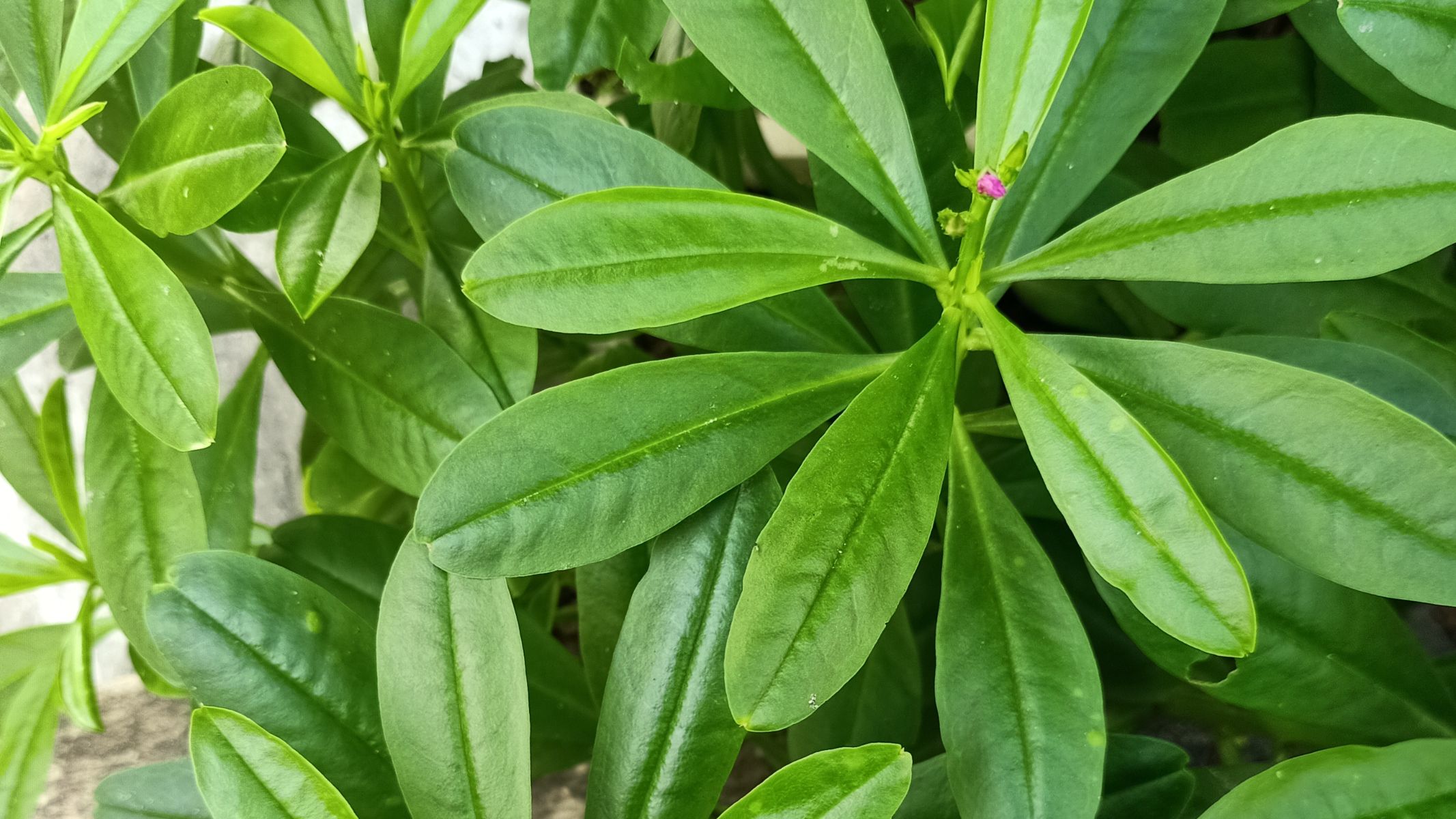 Sâm đất ăn sống được không?