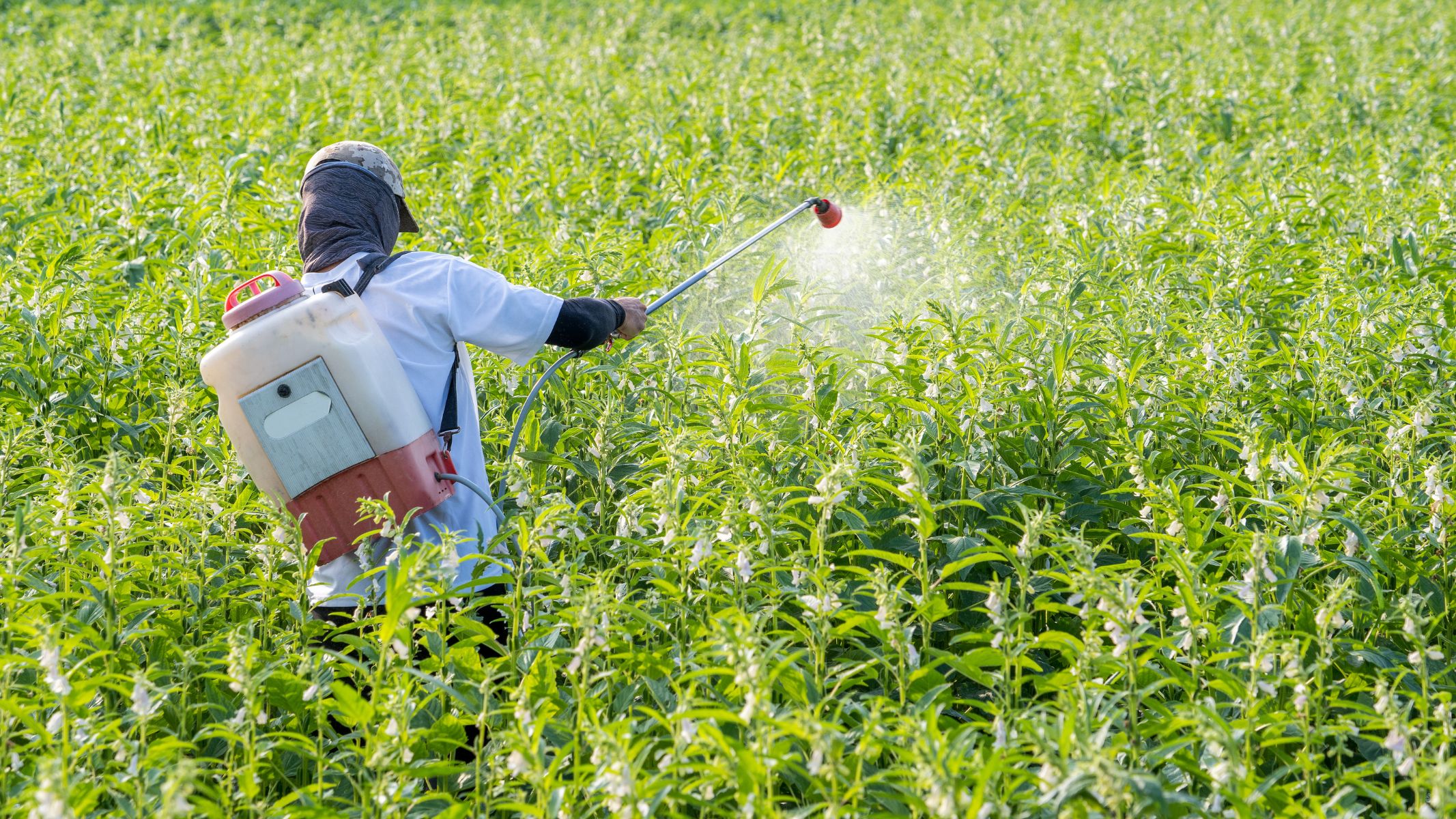 Sâm đất có thể còn tồn dư của thuốc bảo vệ thực vật, chứa nhiều rủi ro nếu ăn sống mà không sơ chế kỹ