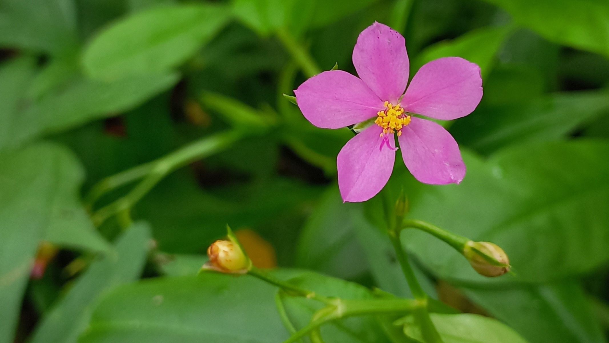 Chỉ nên ăn một lượng vừa đủ sâm đất sống cho mỗi bữa ăn
