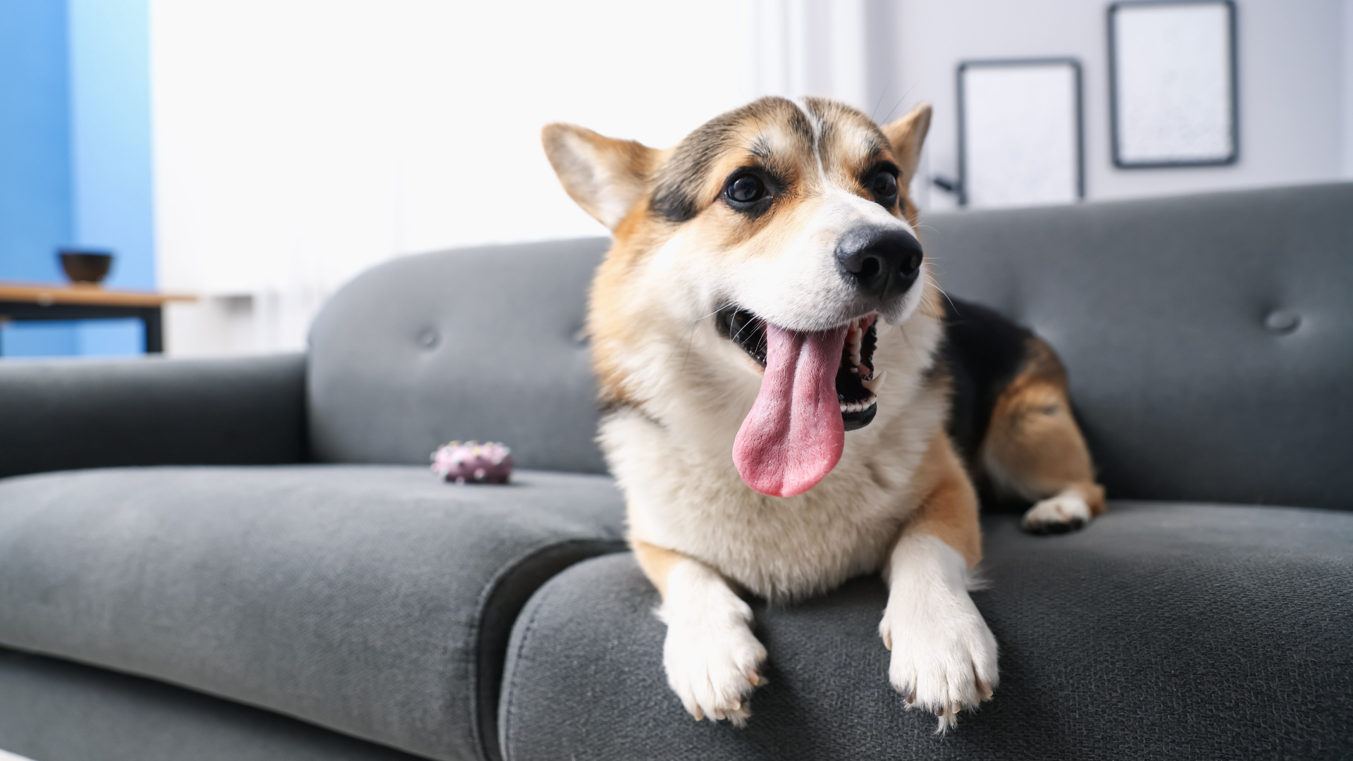 Chẩn đoán và điều trị sán chó ở mắt