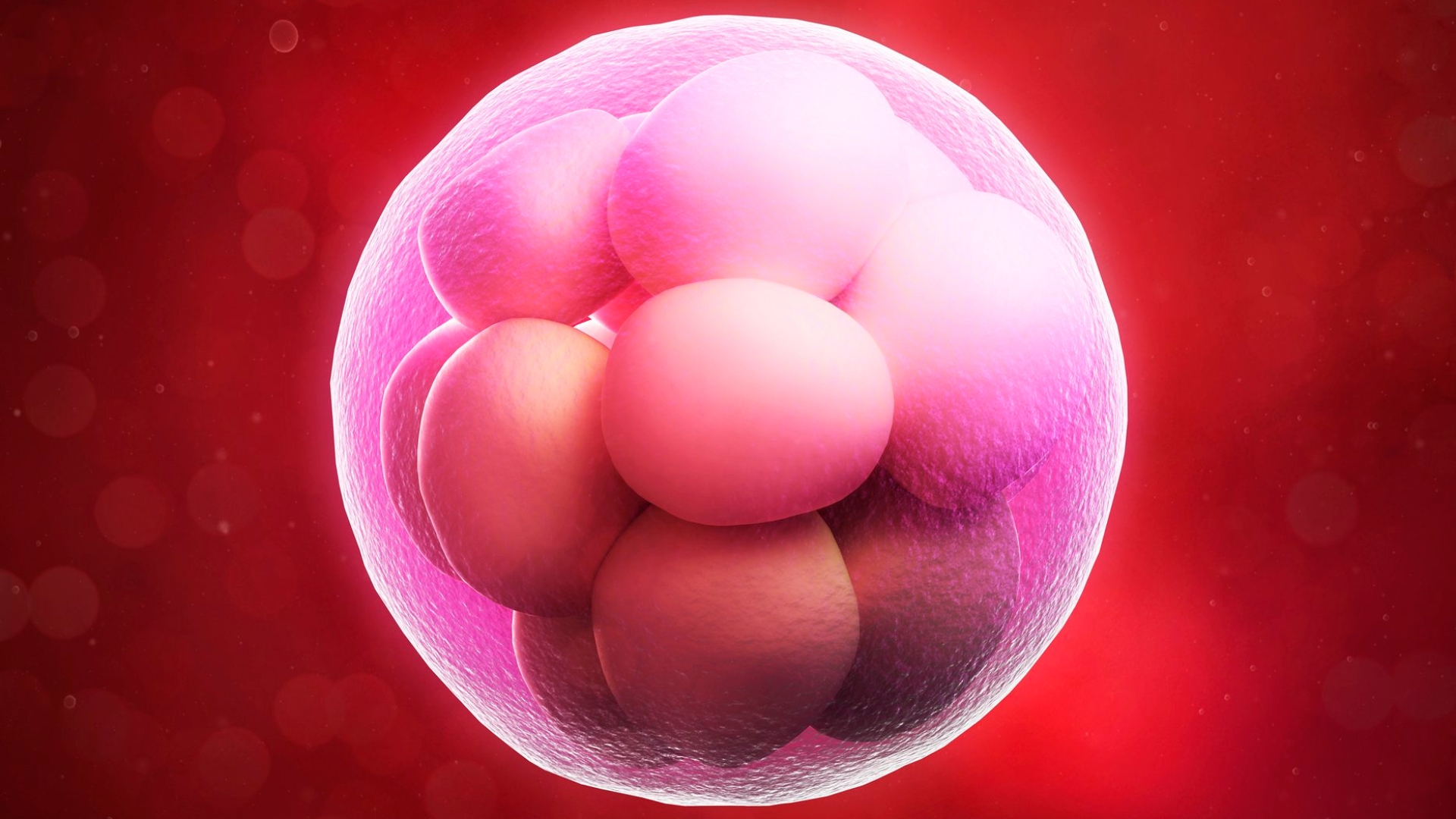 Sau khi chọc hút trứng bao lâu thì chuyển phôi là thắc mắc của nhiều cặp đôi đang thực hiện IVF