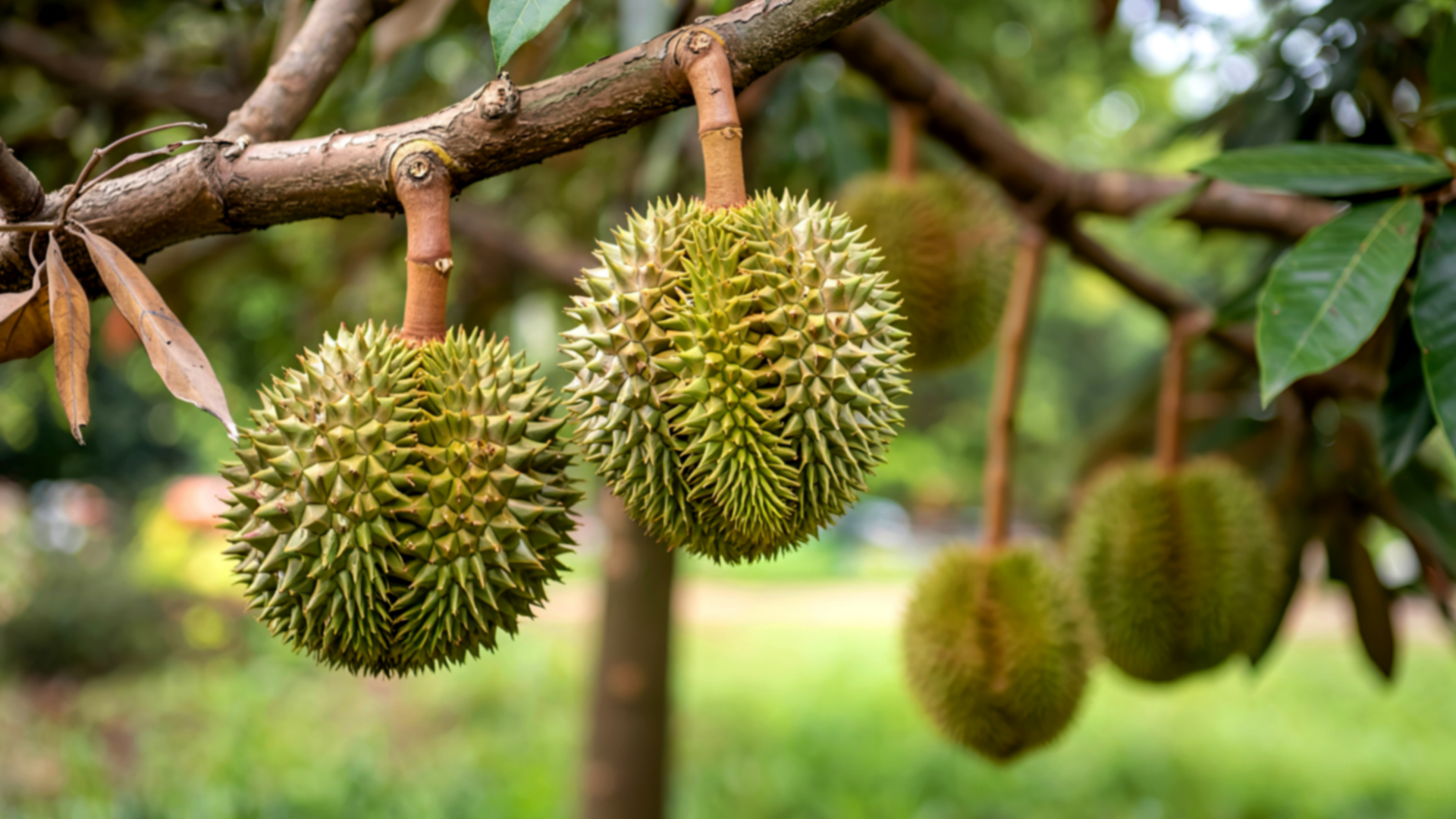 Sầu riêng ăn với gì bị ngộ độc là câu hỏi nhiều người quan tâm