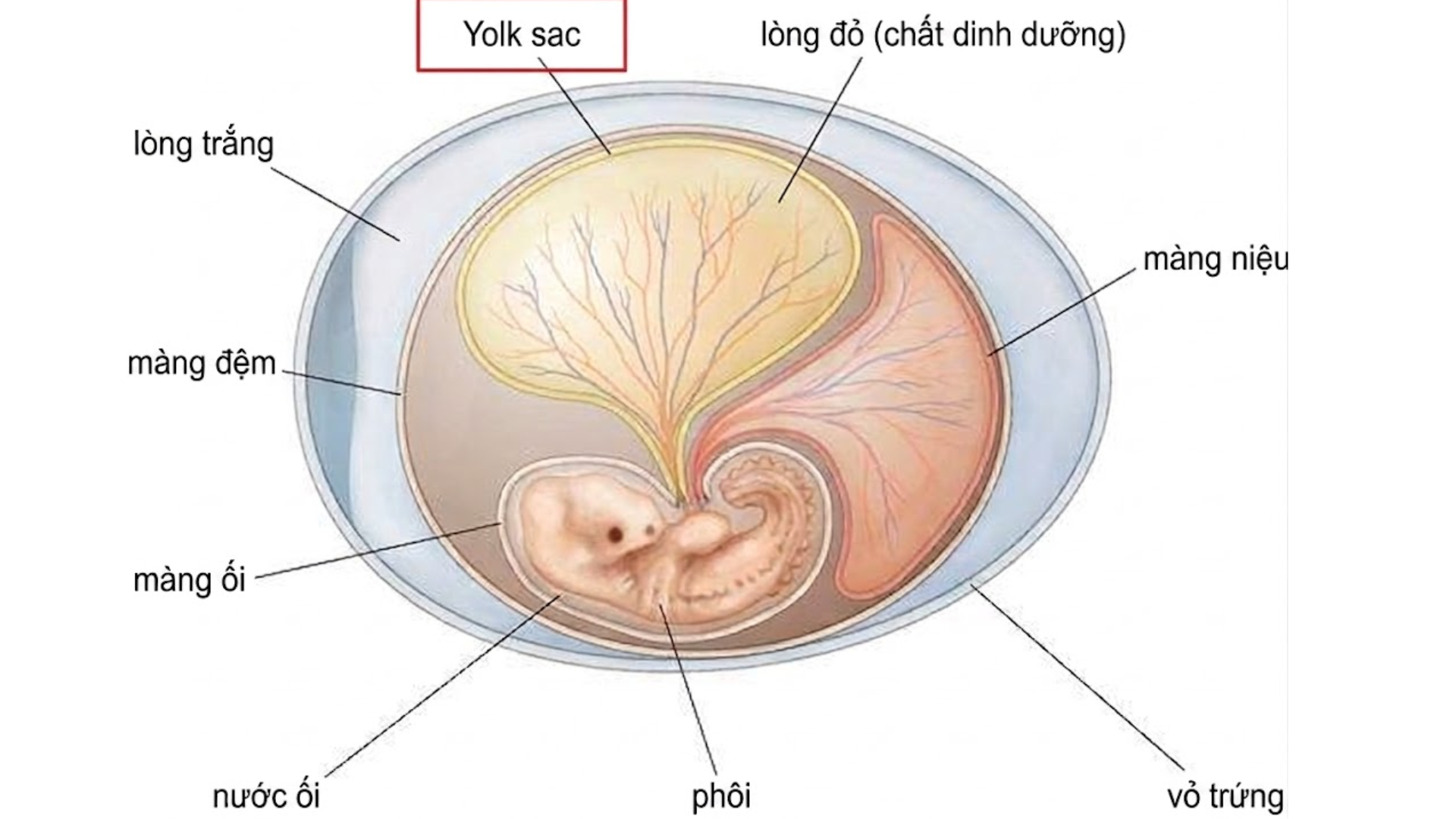 Yolksac là một cấu trúc nhỏ nằm bên trong túi thai, có vai trò giống như một nguồn hỗ trợ dinh dưỡng ban đầu cho phôi thai