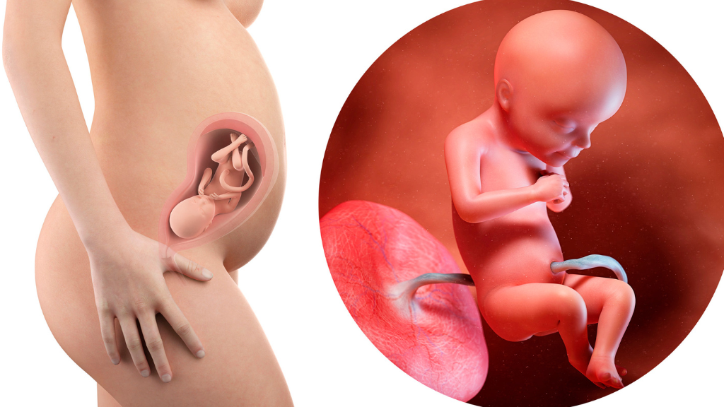 Siêu âm độ mờ da gáy: Cách nhận diện sớm nguy cơ dị tật bẩm sinh ở thai nhi 2