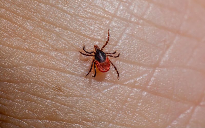 Sốt mò ở trẻ em là bệnh nhiễm trùng cấp tính nguy hiểm do Orientia tsutsugamushi gây ra