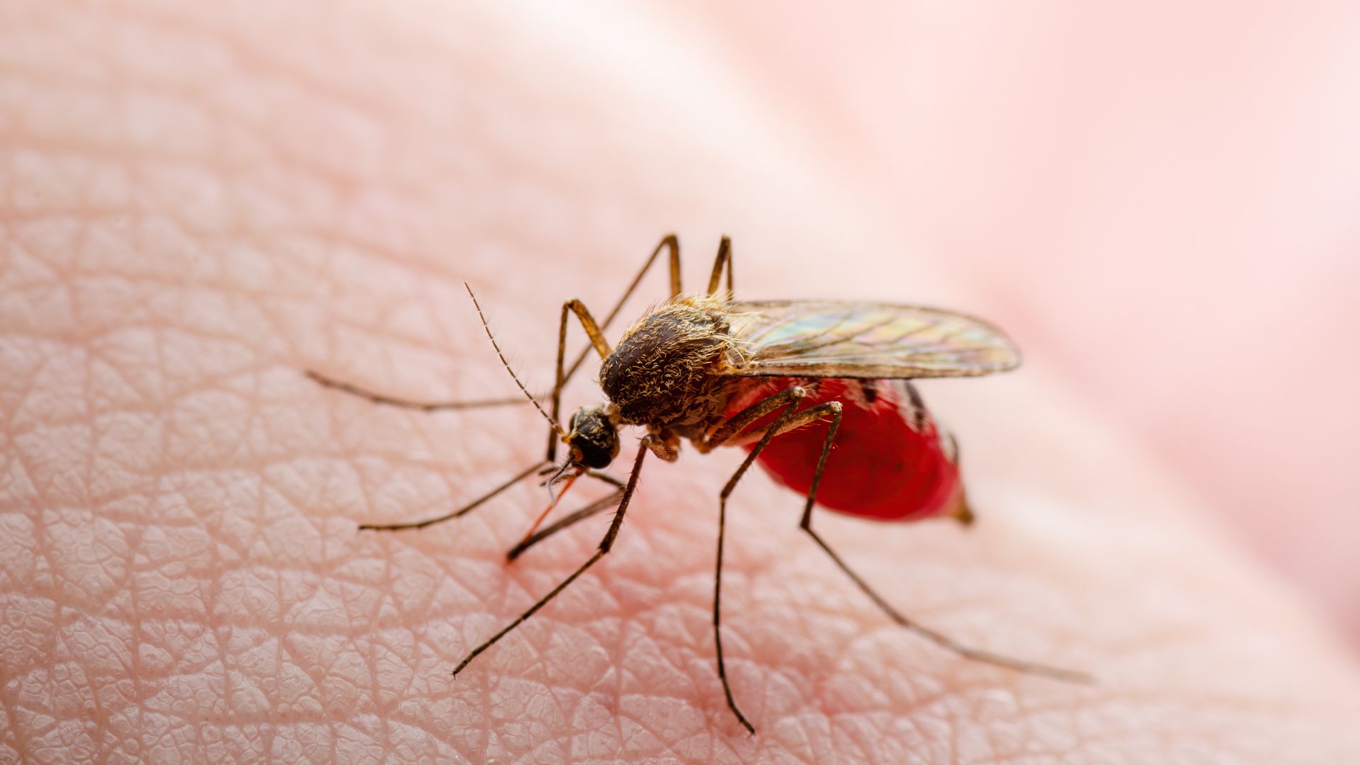 Sốt xuất huyết Dengue thể não: Mức độ nguy hiểm và cách xử trí 3