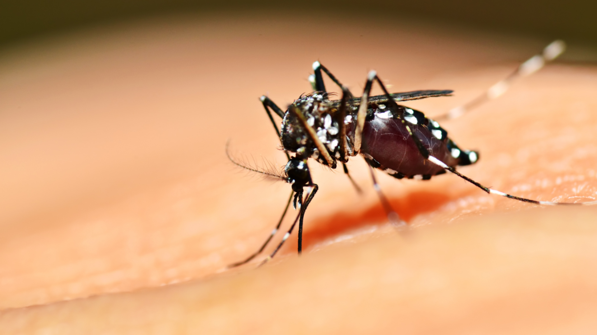 Muỗi vằn cái là tác nhân truyền virus Dengue gây sốt xuất huyết, chỉ cần một vết đốt cũng lây bệnh