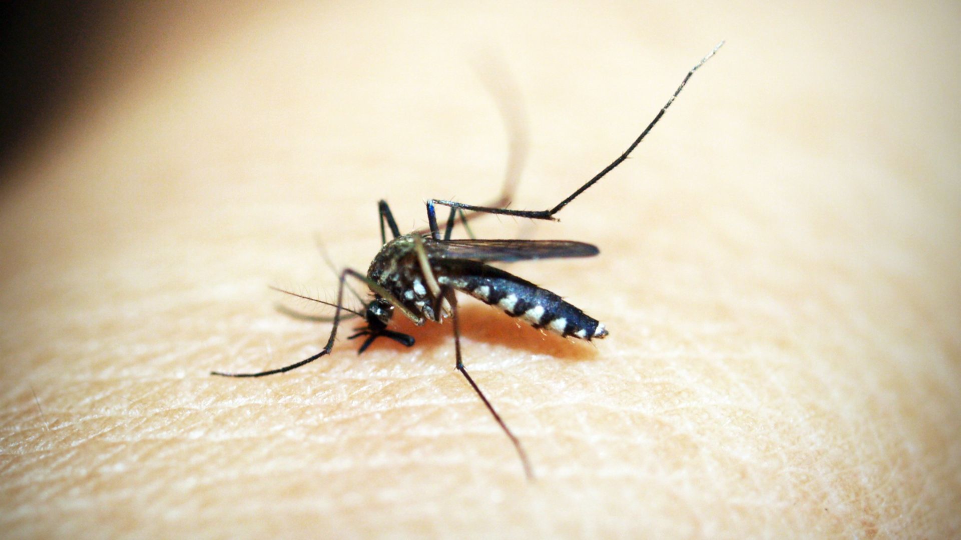 sot-zika-la-gi-nhung-van-de-can-biet-ve-sot-zika3.jpg