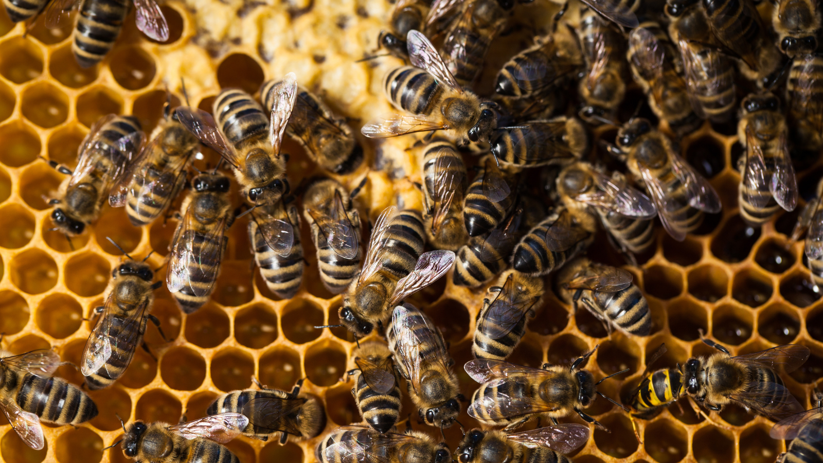 Sữa ong chúa giúp ong chúa có kích thước và tuổi thọ vượt trội so với ong thợ