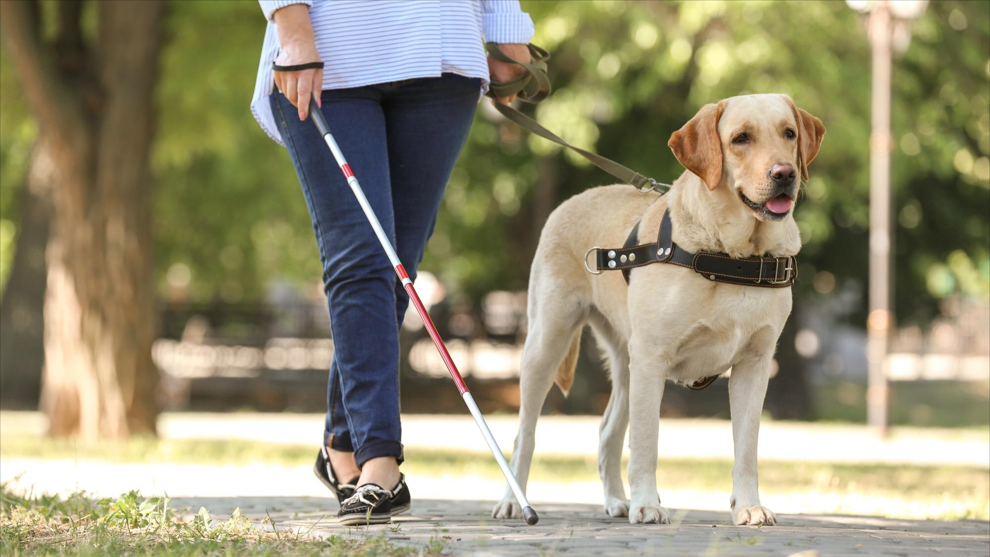 suy-giam-thi-luc 5.jpeg