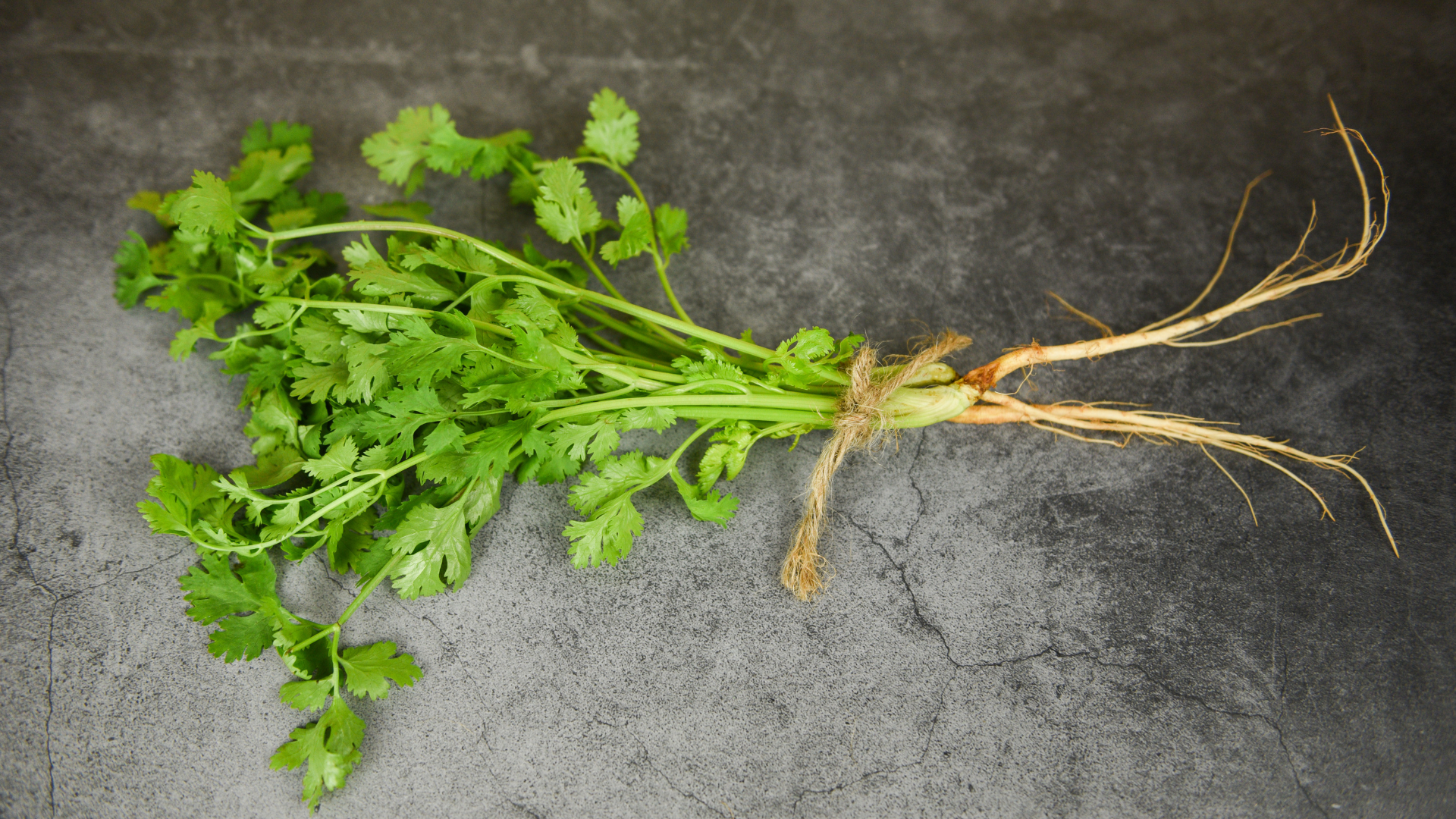 Ngò rí được đánh giá là loại rau có lợi cho sức khỏe tổng thể