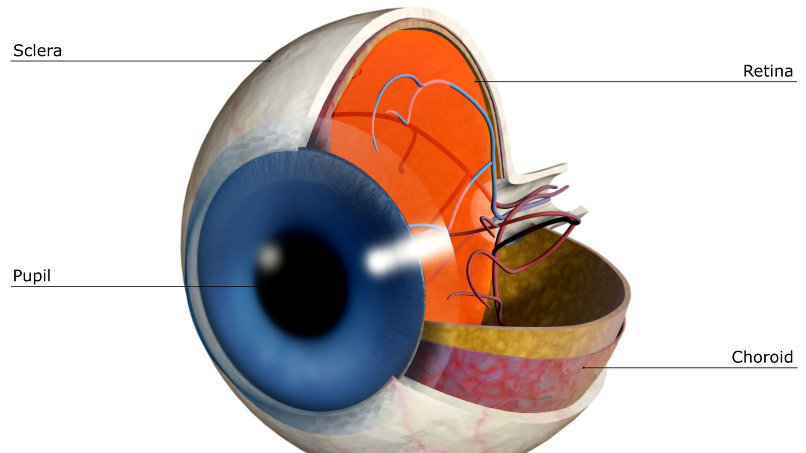 Võng mạc là lớp mô thần kinh nằm ở đáy mắt, có vai trò tiếp nhận và chuyển hóa ánh sáng thành tín hiệu hình ảnh