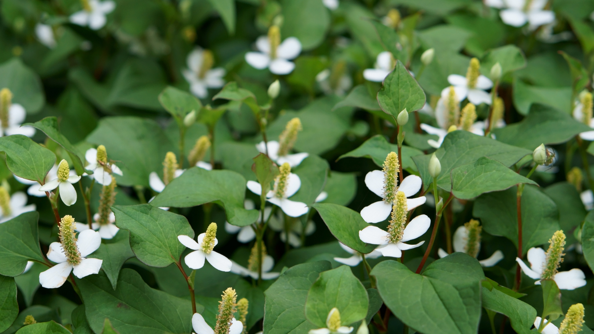 Tác dụng của rau diếp cá giúp chống viêm và làm giảm tổn thương tế bào