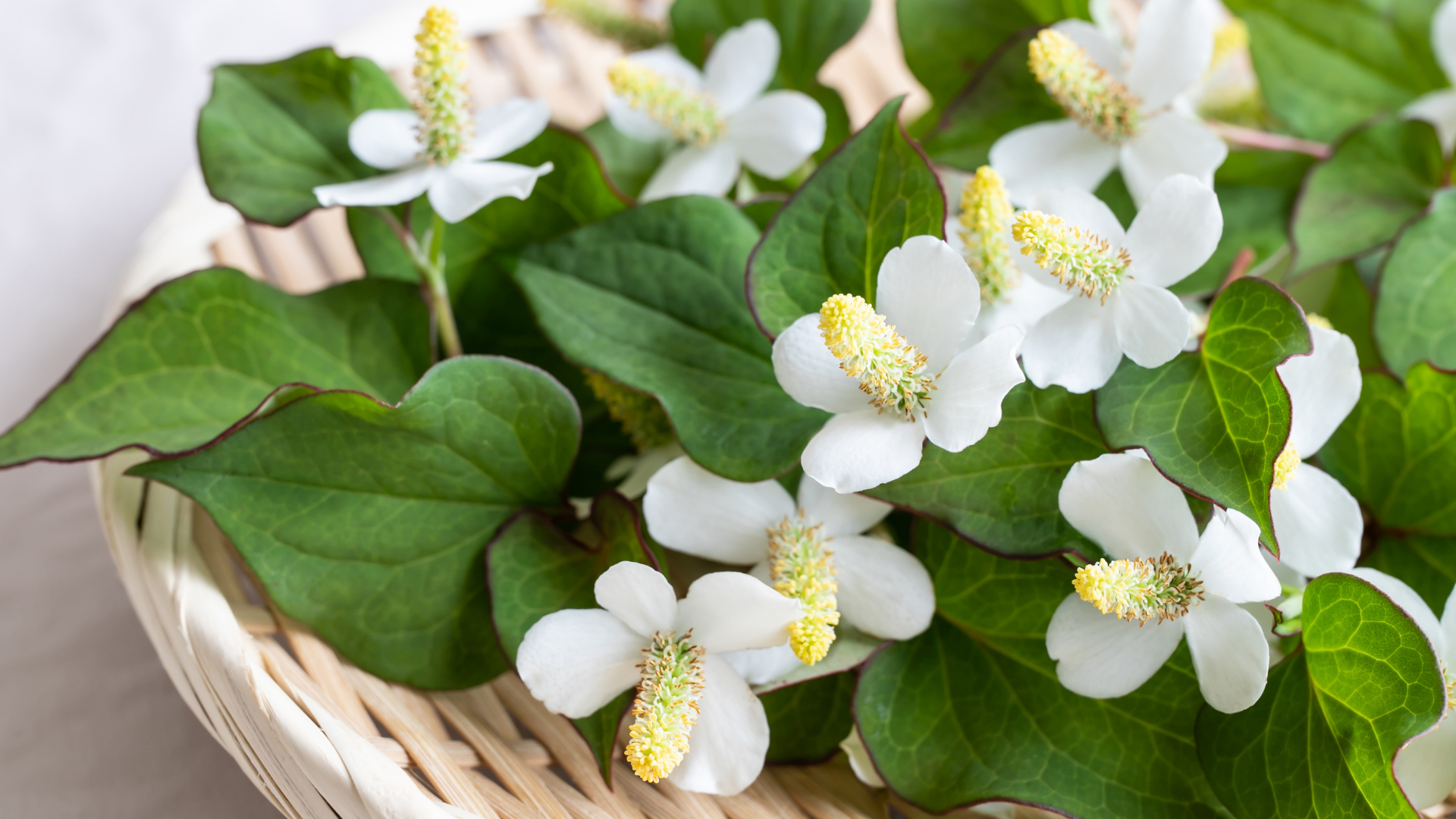 Rau diếp cá giúp tăng cường chức năng tiêu hóa, hỗ trợ giảm táo bón