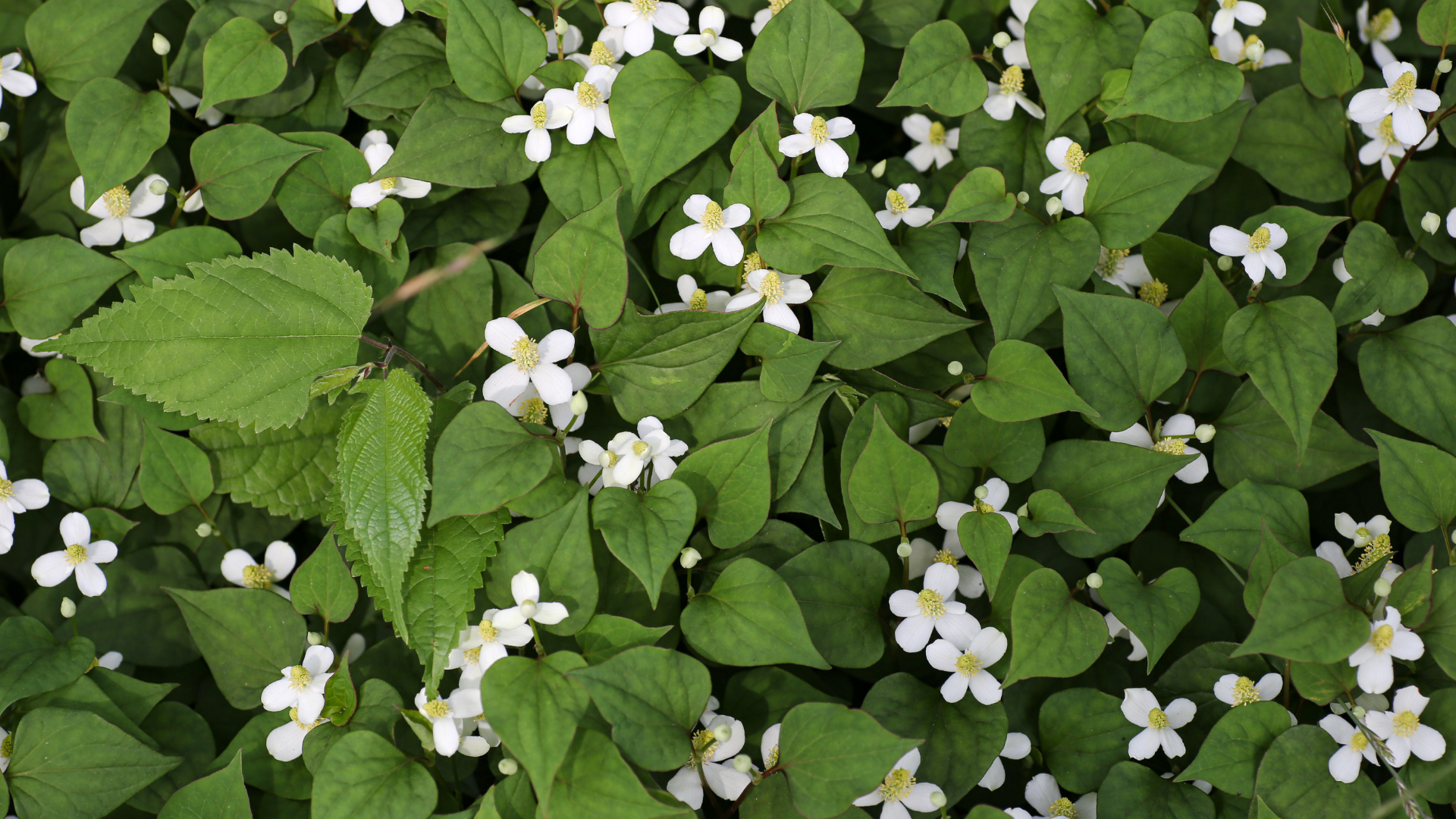 Rau diếp cá là nguyên liệu thiên nhiên hỗ trợ làm đẹp da, trị mụn hiệu quả