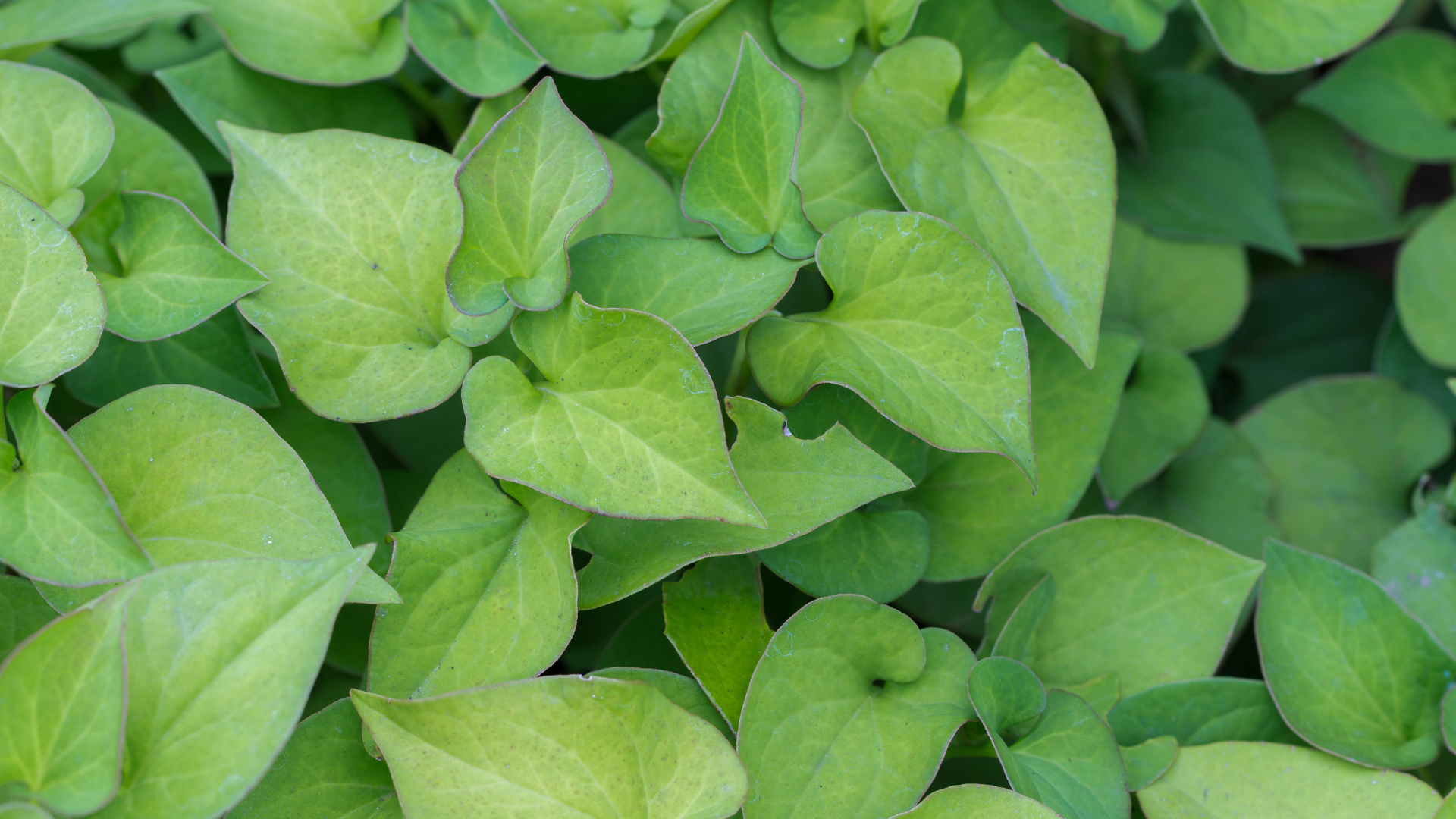 Rau diếp cá giúp làm sạch phổi, hỗ trợ điều trị các bệnh hô hấp