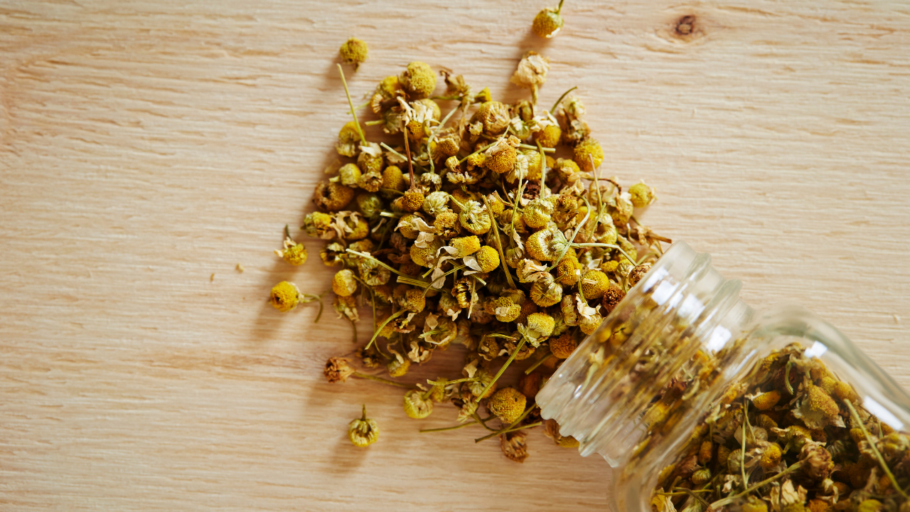 Ưu tiên hoa cúc khô chất lượng, không phẩm màu