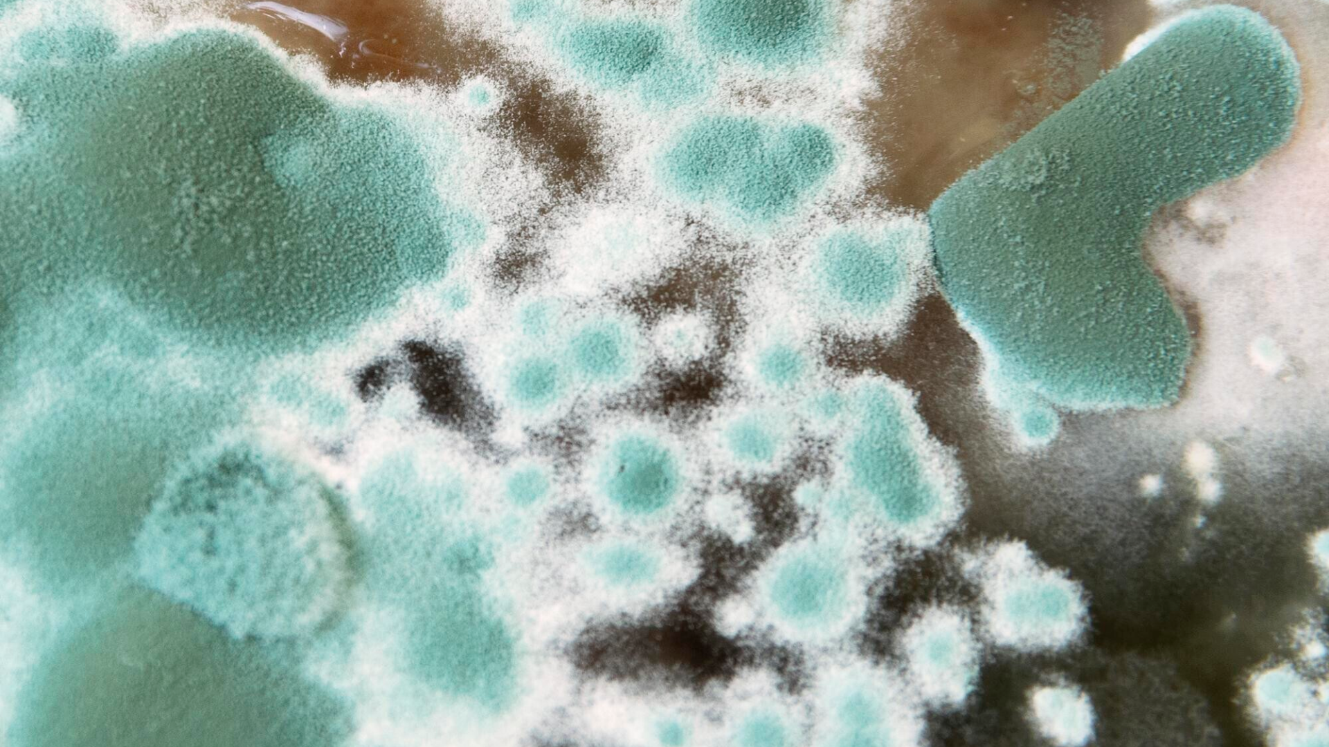 Nấm mốc là tên gọi chung của nhóm nấm vi sinh dạng sợi phát triển bằng cách tạo ra bào tử rất nhỏ và nhẹ, có thể phát tán trong không khí