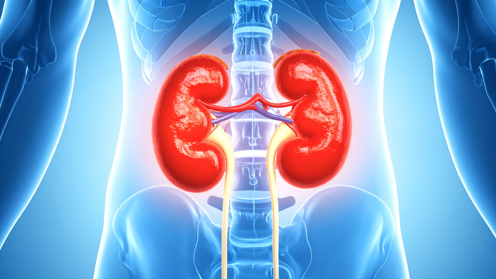 Tắc nghẽn đường tiết niệu là một bệnh lý âm thầm nhưng tiềm ẩn nguy cơ tổn thương đến chức năng thận