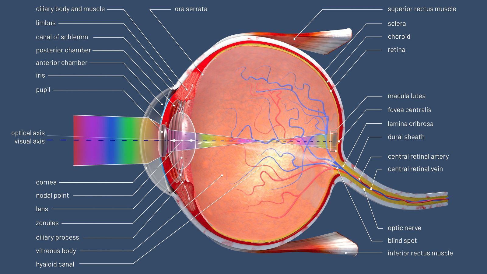 Bong võng mạc là tình trạng lớp võng mạc bị tách khỏi các lớp mô nâng đỡ bên dưới