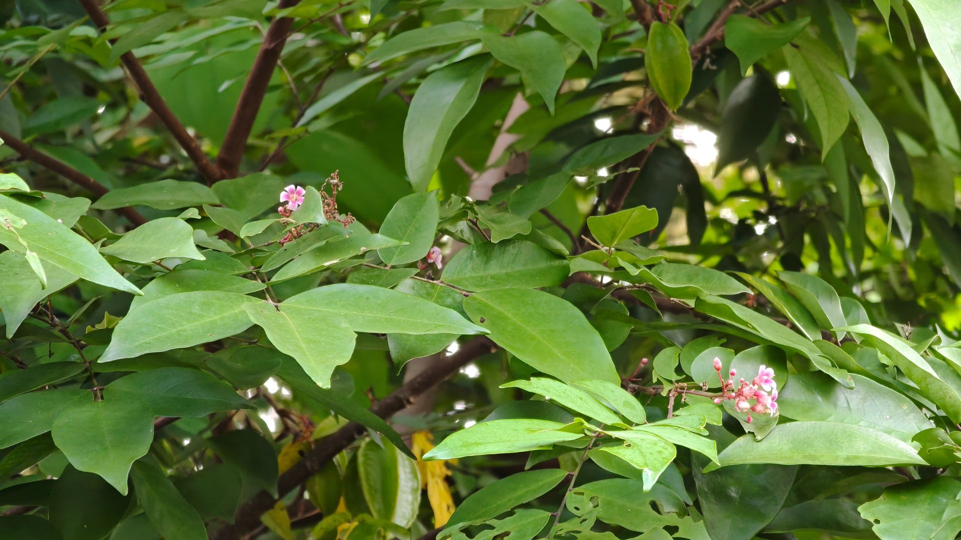 Lá khế tươi thường được nhiều gia đình sử dụng trong chăm sóc da tự nhiên