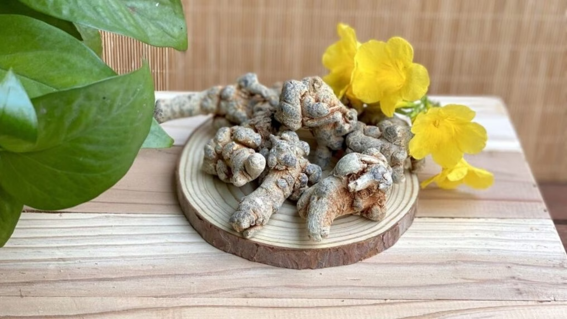 Tam thất có tác dụng gì? Tam thất giúp hoạt huyết cầm máu, hỗ trợ bồi bổ cơ thể và tăng cường tuần hoàn