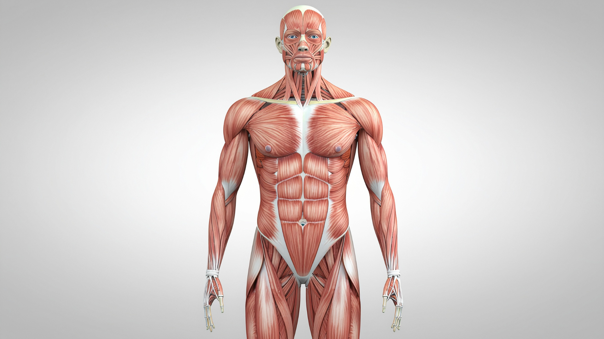 Sinh lý nam không chỉ liên quan đến khả năng tình dục mà còn phản ánh tình trạng sức khỏe thể chất và tinh thần