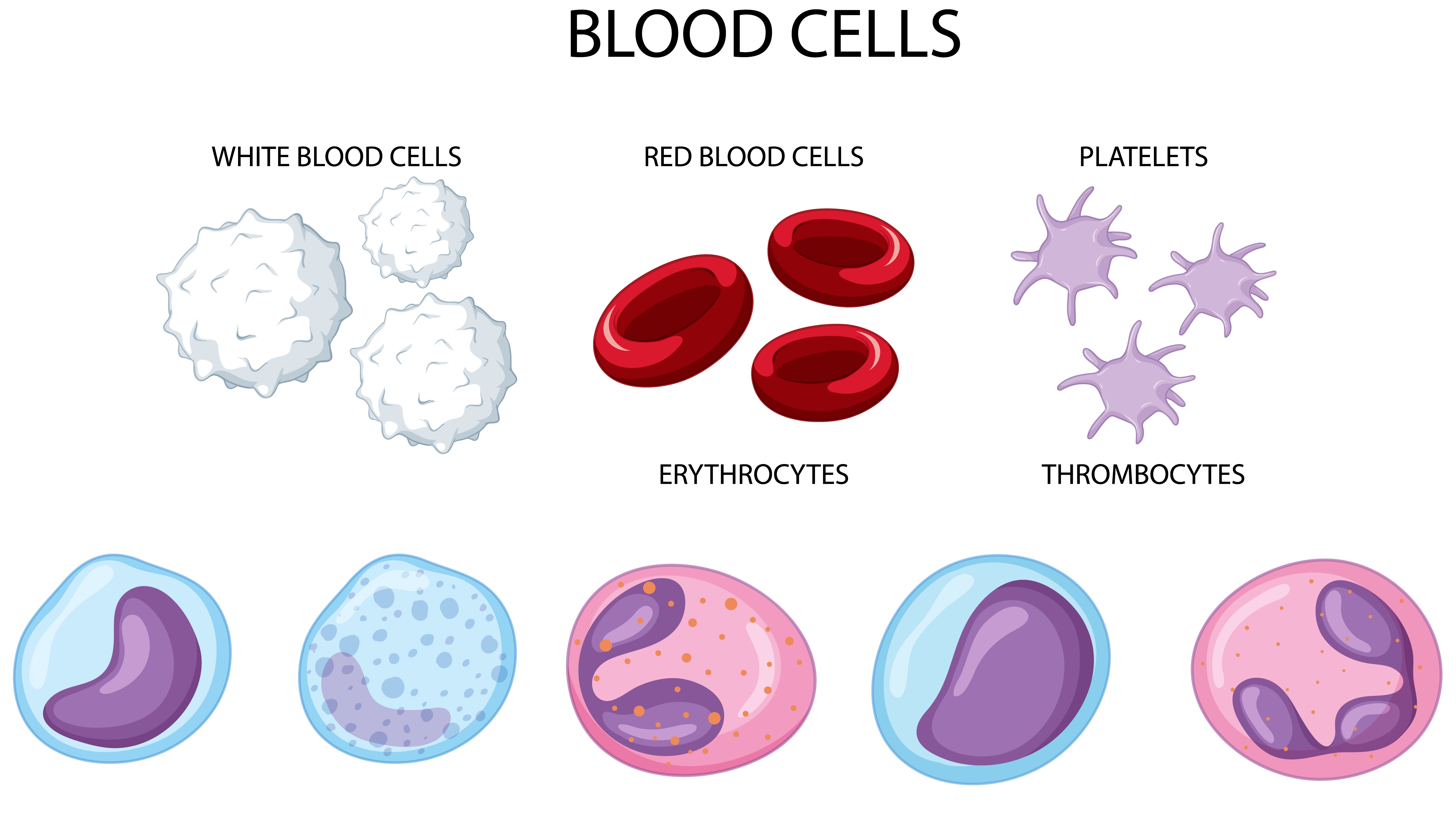 Tế bào máu gồm hồng cầu, bạch cầu và tiểu cầu