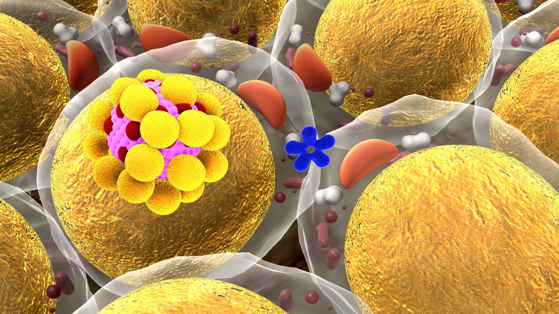 Tế bào mỡ có chức năng chính là dự trữ năng lượng cho cơ thể dưới dạng chất béo