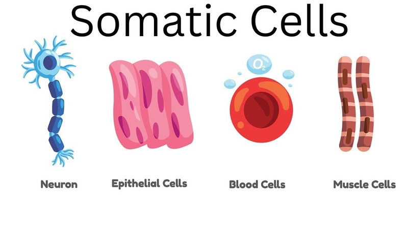 Tế bào sinh dưỡng là các tế bào không tham gia trực tiếp vào quá trình sinh sản