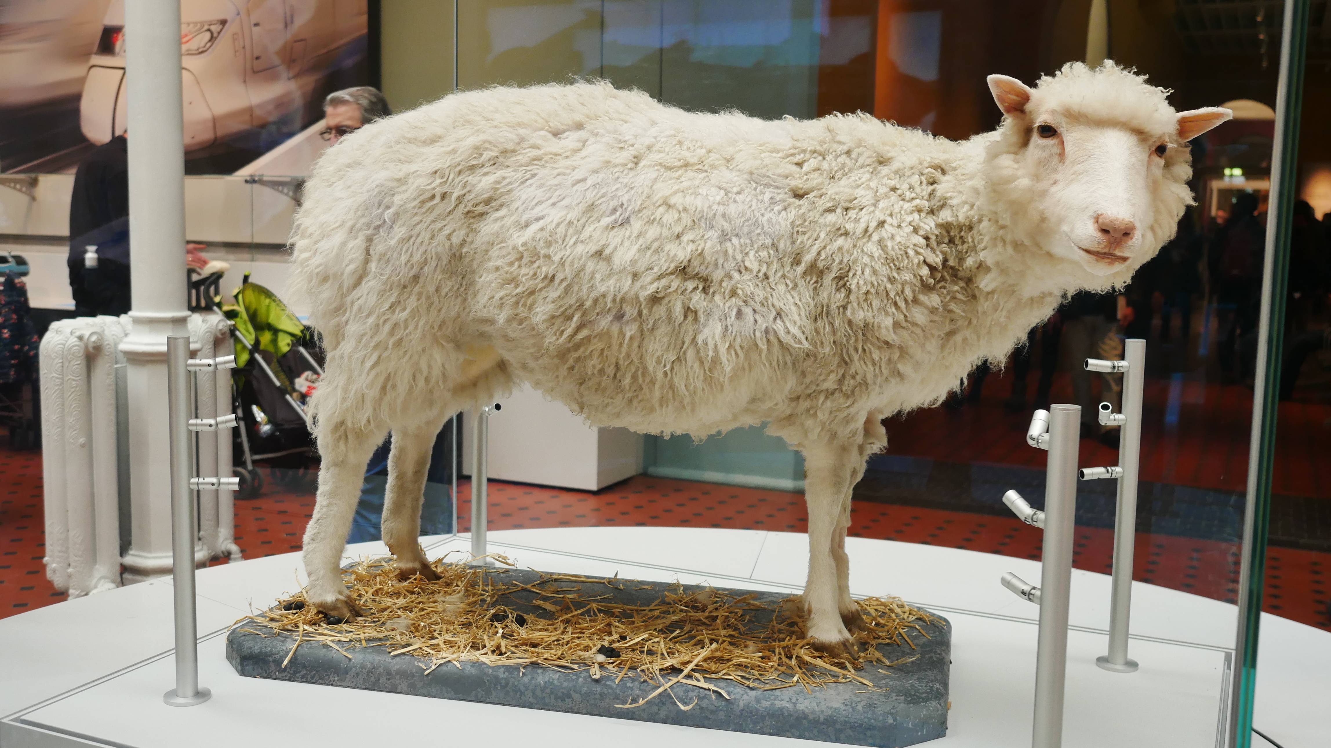 Thành tựu nổi tiếng nhất là cừu Dolly, cá thể động vật đầu tiên được nhân bản vô tính thành công