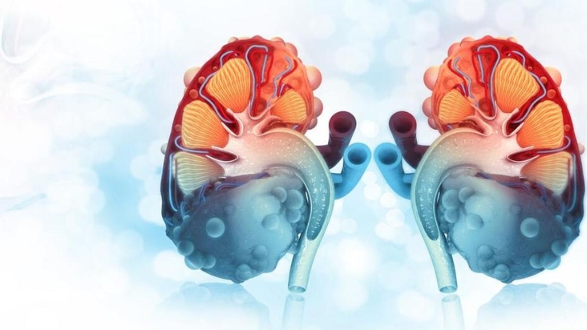 Thận đa nang ở thai nhi có nguy hiểm không là nỗi băn khoăn của nhiều độc giả