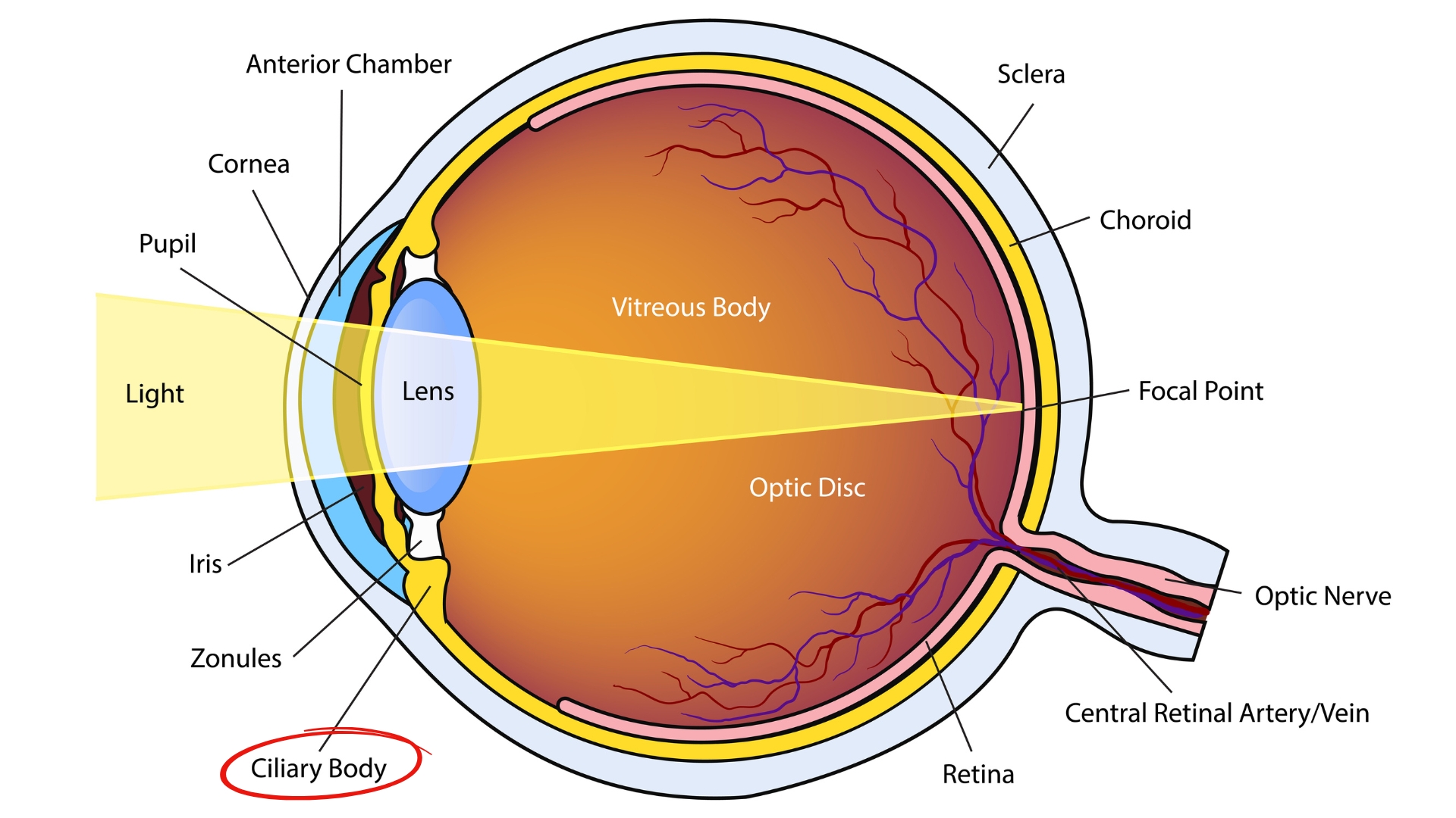 Thể mi là một phần cấu trúc đặc biệt nằm bên trong nhãn cầu, thuộc hệ thống trung gian giữa mống mắt và hắc mạc