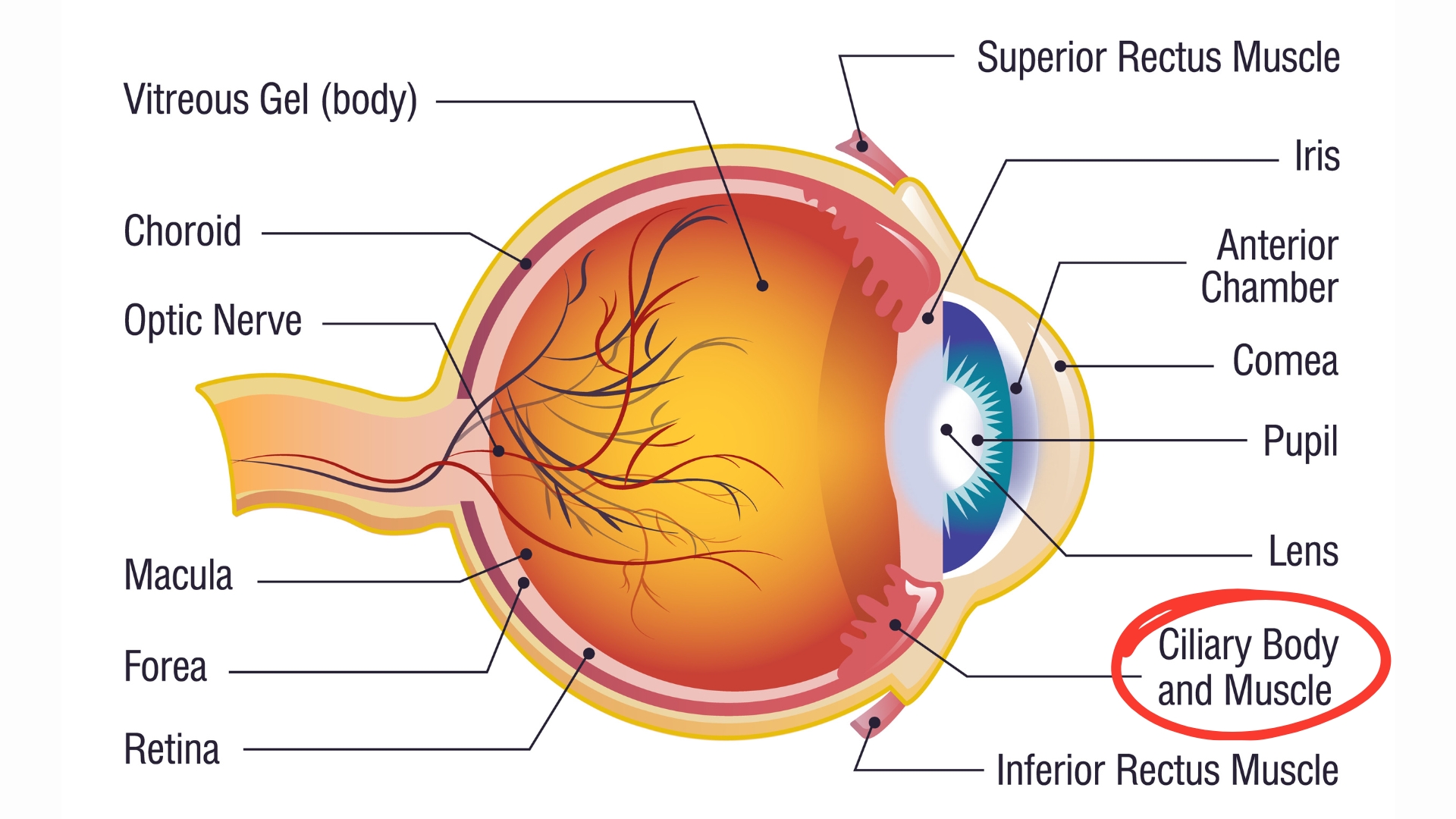 Cơ thể mi là phần chứa các sợi cơ trơn, đảm nhiệm chức năng điều tiết thị lực bằng cách làm thay đổi độ cong của thủy tinh thể