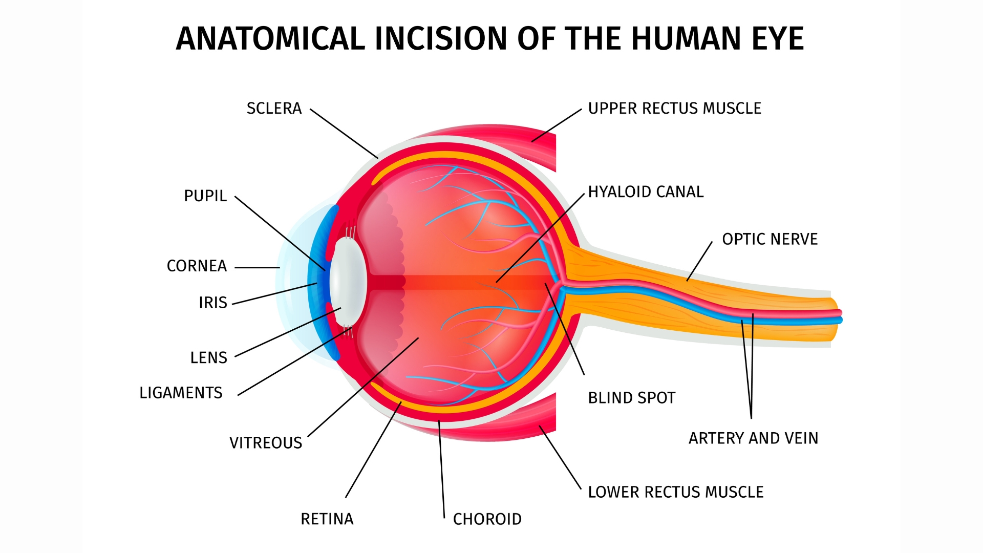 Hệ thống thị giác là một cấu trúc phức tạp gồm nhiều bộ phận phối hợp chặt chẽ nhằm tiếp nhận, xử lý và truyền đạt thông tin hình ảnh đến não bộ