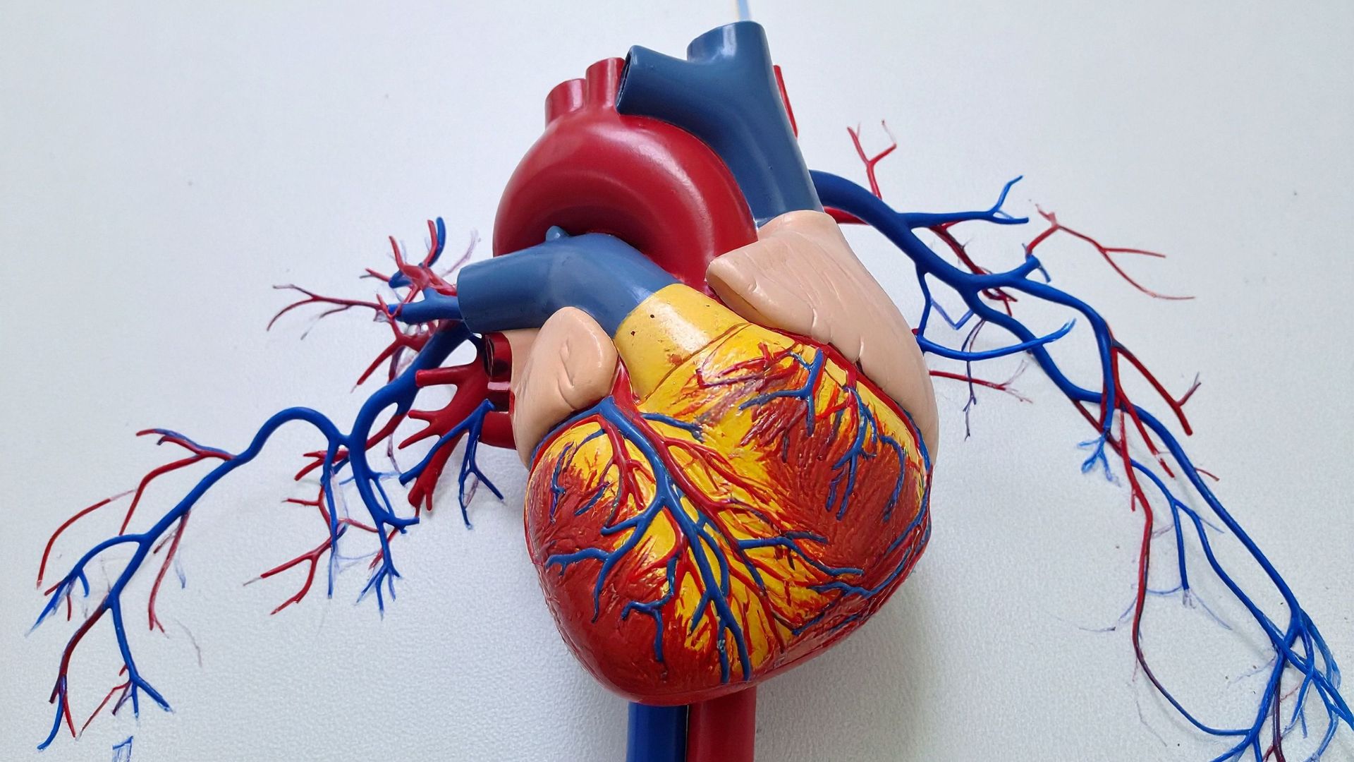 Thiếu máu tán huyết có thể gây nguy cơ cho hệ tim mạch