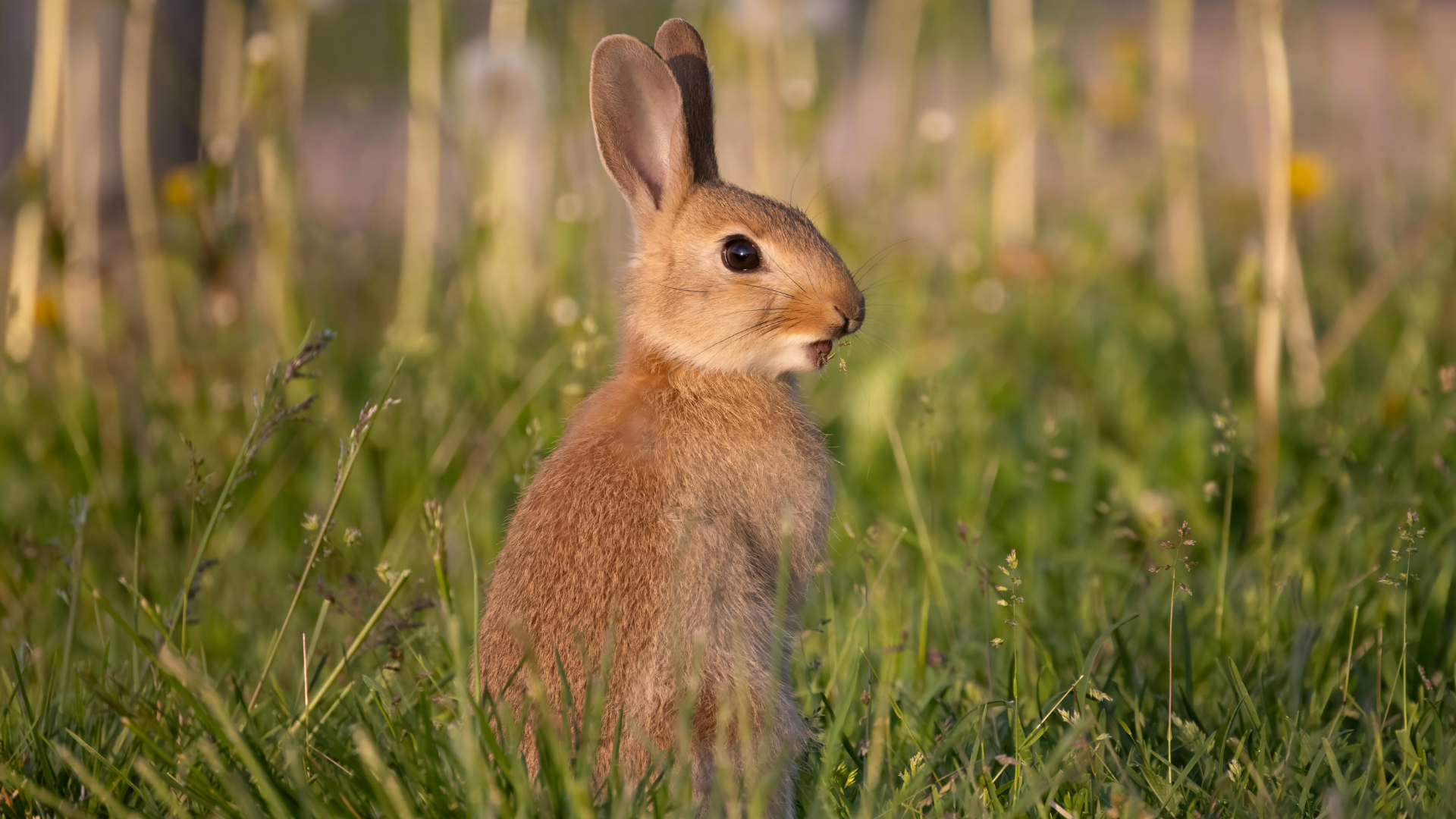 Thỏ hoang dã hoặc thỏ không rõ nguồn gốc có thể làm tăng nguy cơ lây bệnh sau khi cắn