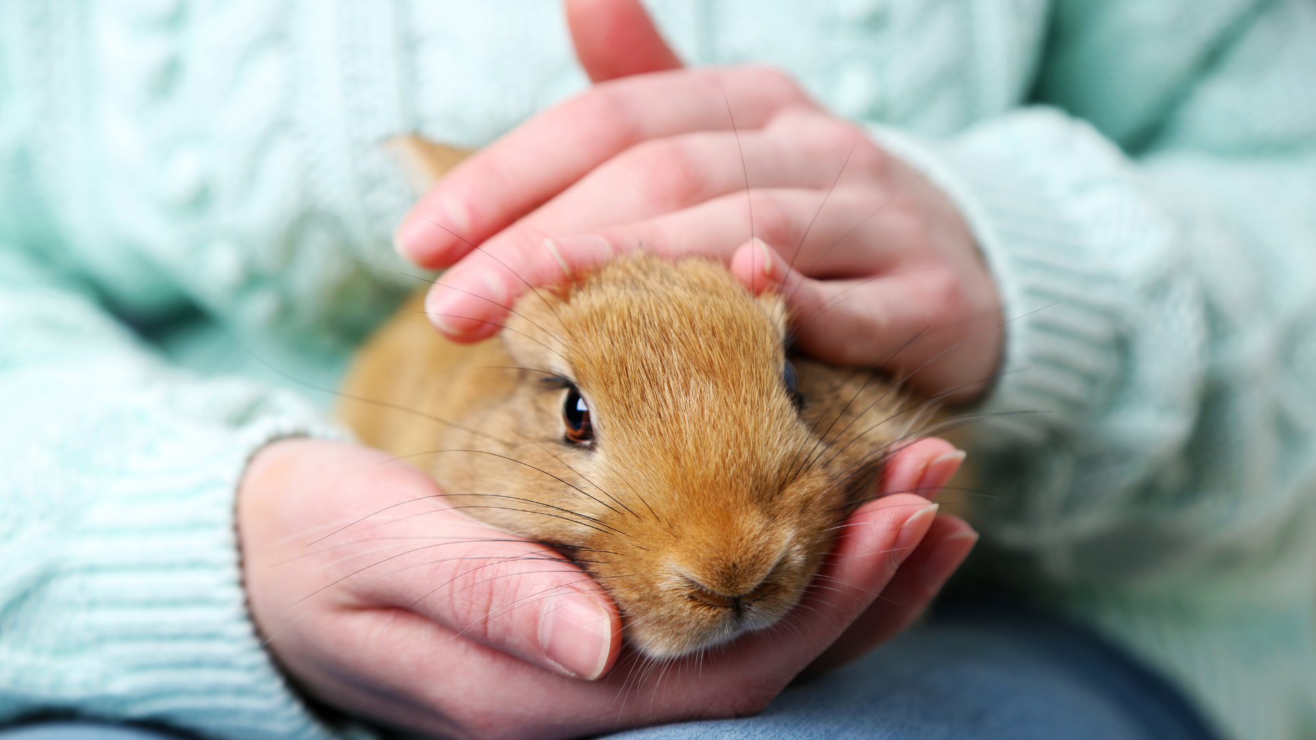 Khi bị thỏ cắn, nên theo dõi vết thương và đến cơ sở y tế nếu vết cắn sâu, chảy máu nhiều