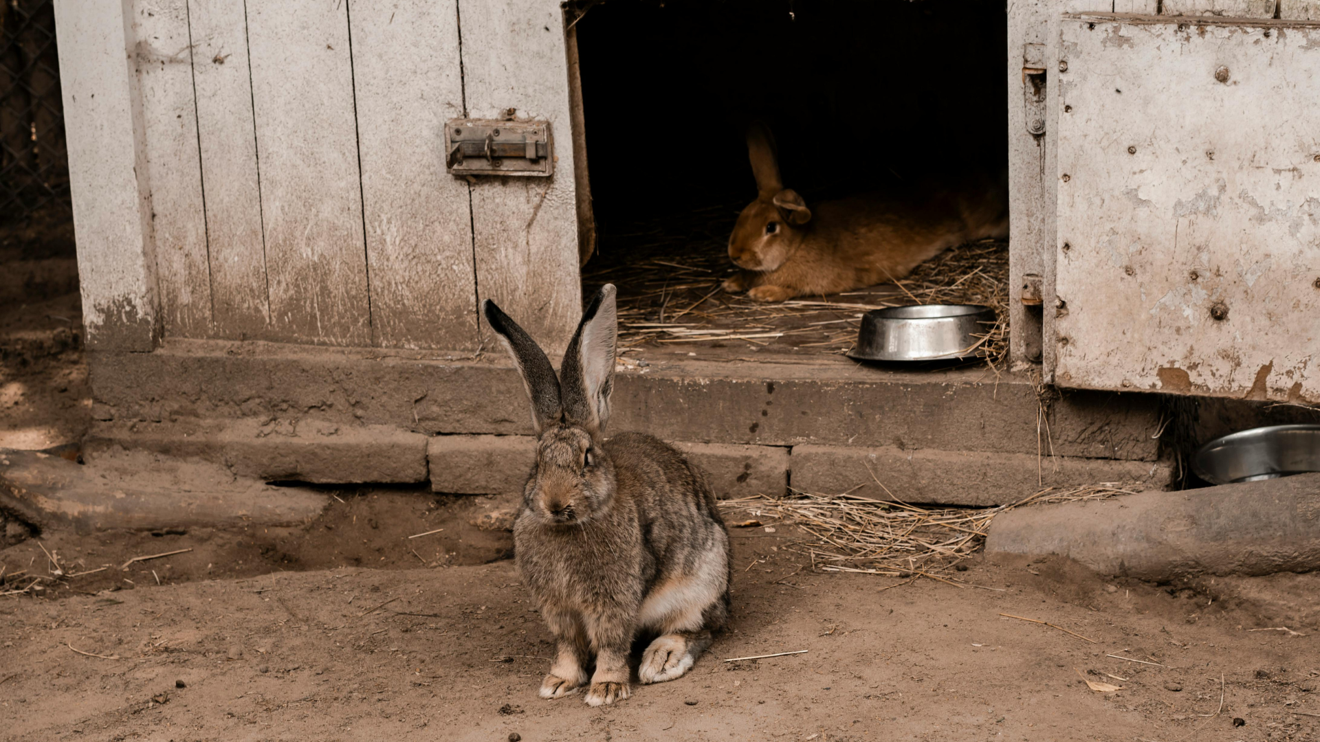 Phòng tránh và hiểu đúng thỏ cắn có sao không?