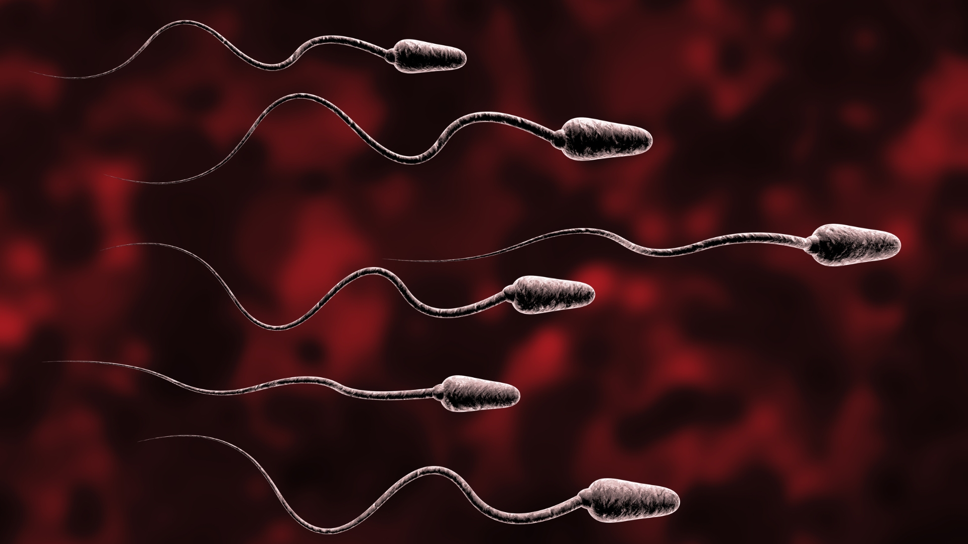 Thức ăn cải thiện tinh trùng dị dạng là nhóm thực phẩm đóng vai trò hỗ trợ quá trình sản xuất tinh trùng và giảm tổn thương DNA tinh trùng