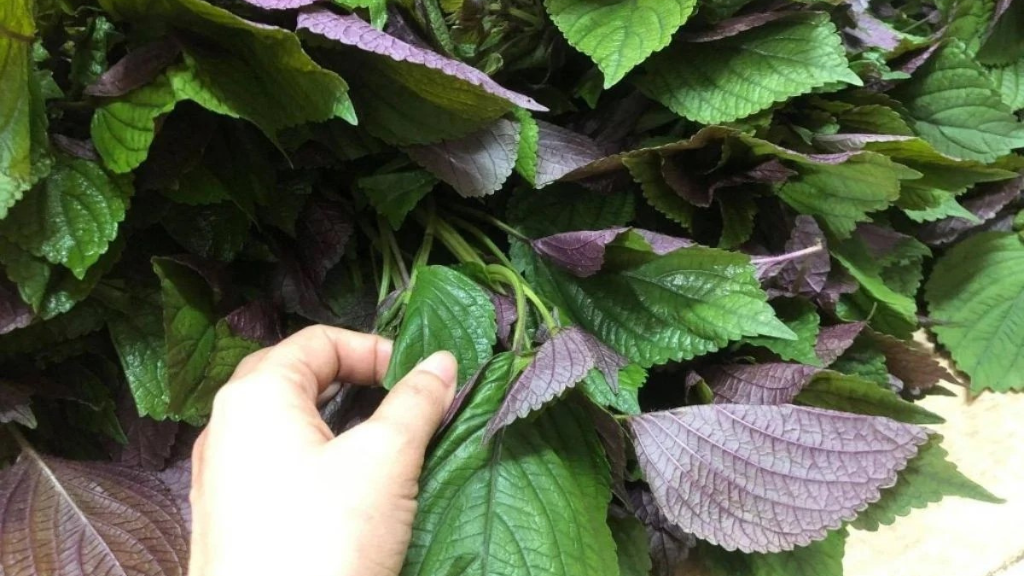 thuc-hu-viec-uong-la-tia-to-truoc-khi-tiem-phong-va-nhung-luu-y 4.png