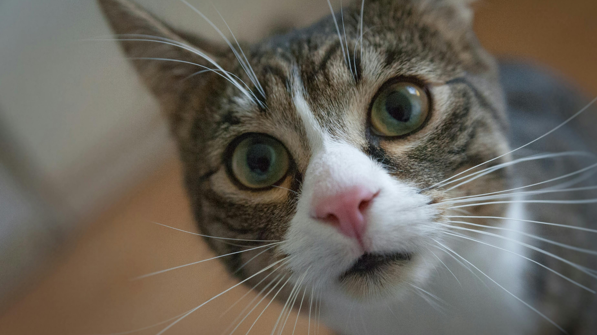 Tỉ lệ mèo bị dại nhỏ hơn chó, nhưng vẫn thuộc nhóm động vật có nguy cơ