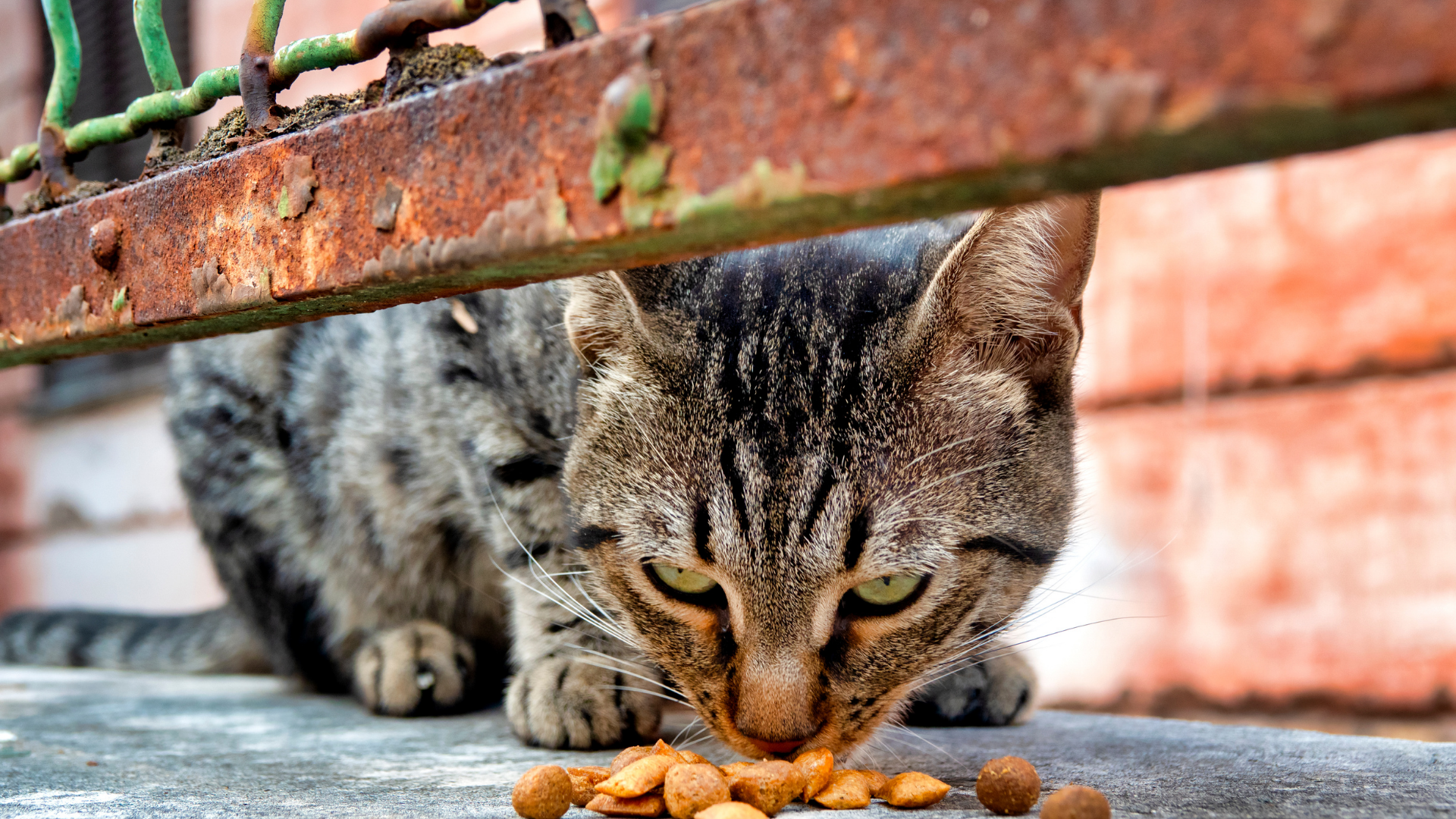 Mèo thả rông, mèo hoang dễ tiếp xúc động vật nhiễm bệnh, nguy cơ mắc dại cao hơn