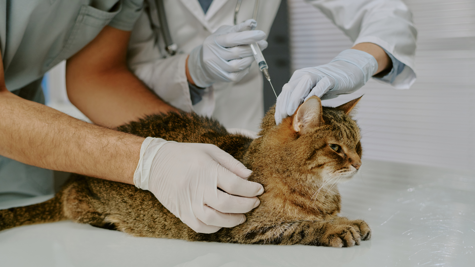 Tiêm phòng dại định kỳ cho mèo giúp bảo vệ thú cưng, giảm nguy cơ lây bệnh nguy hiểm