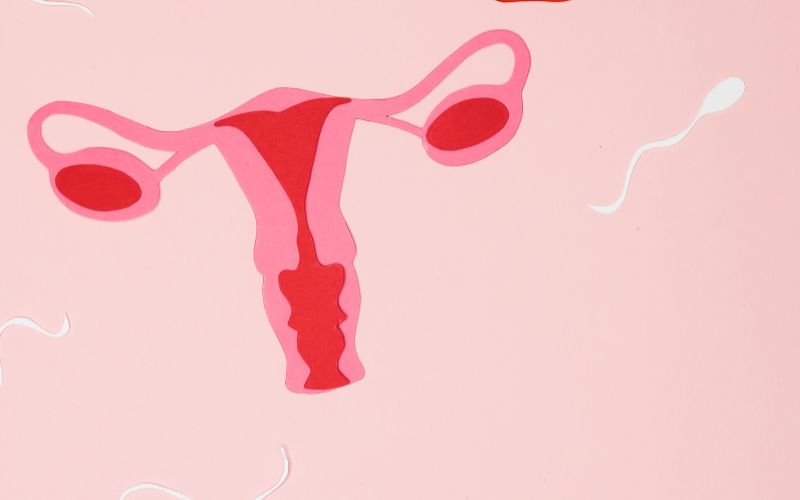 Chất lượng trứng và tinh trùng đóng vai trò then chốt trong tỷ lệ thành công của IVF