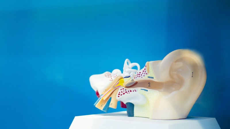 Tiền đình là một cảm biến cân bằng tự nhiên, thuộc hệ thần kinh