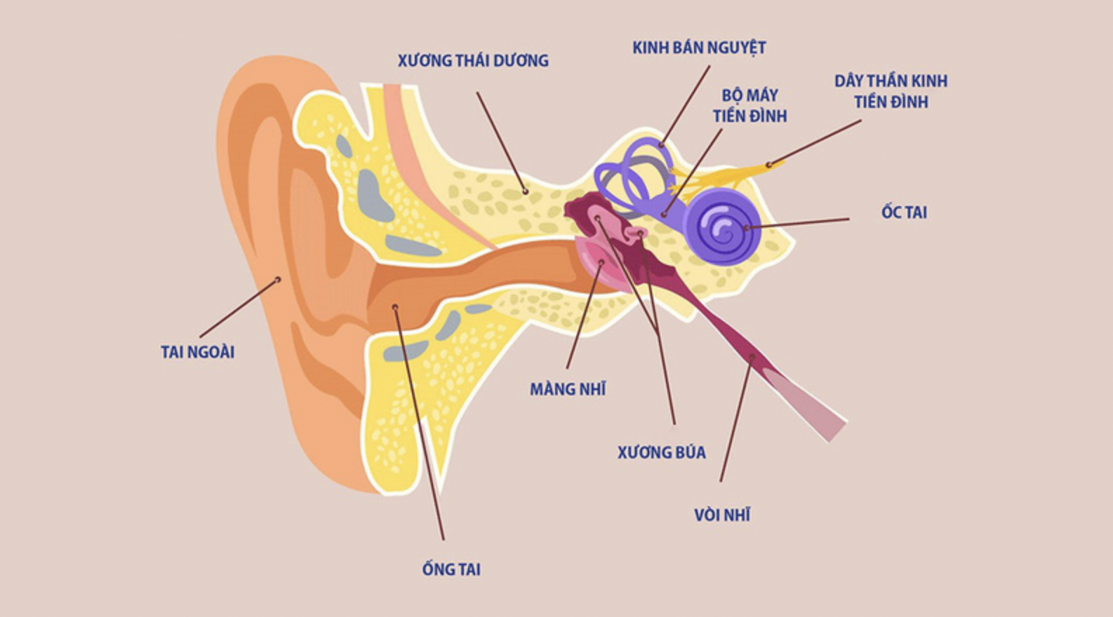 U dây thần kinh tiền đình là một trong số bệnh lý tiền đình thường gặp