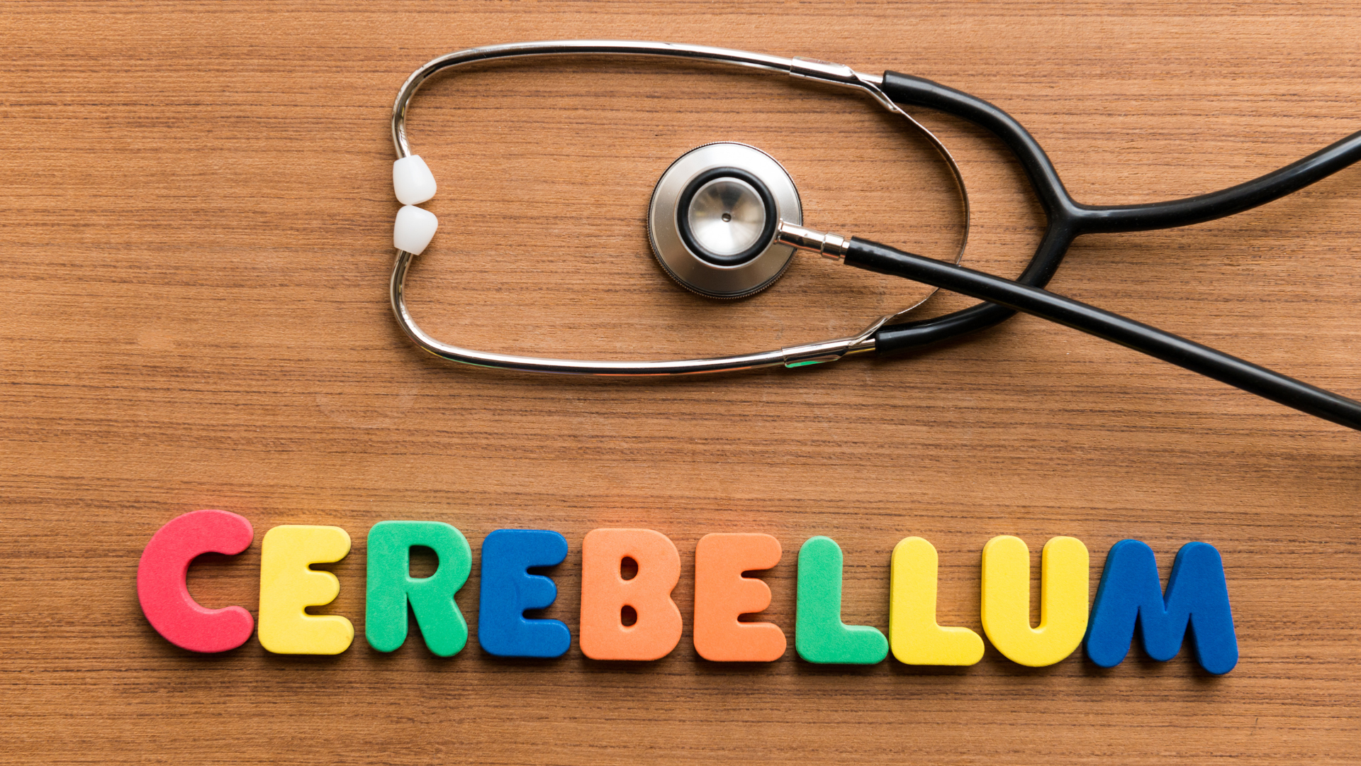 Tiểu não (cerebellum) là một cấu trúc quan trọng thuộc não sau, nằm dưới thùy chẩm và sau thân não,