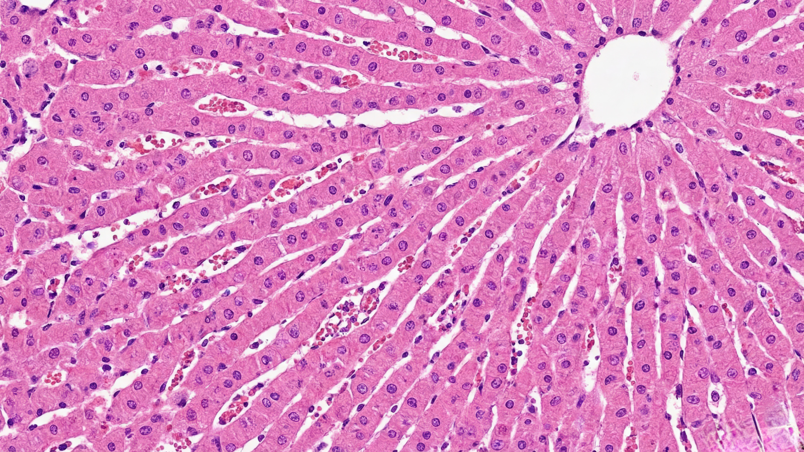 Sự phân bố tế bào gan và xoang gan trong tiểu thùy gan