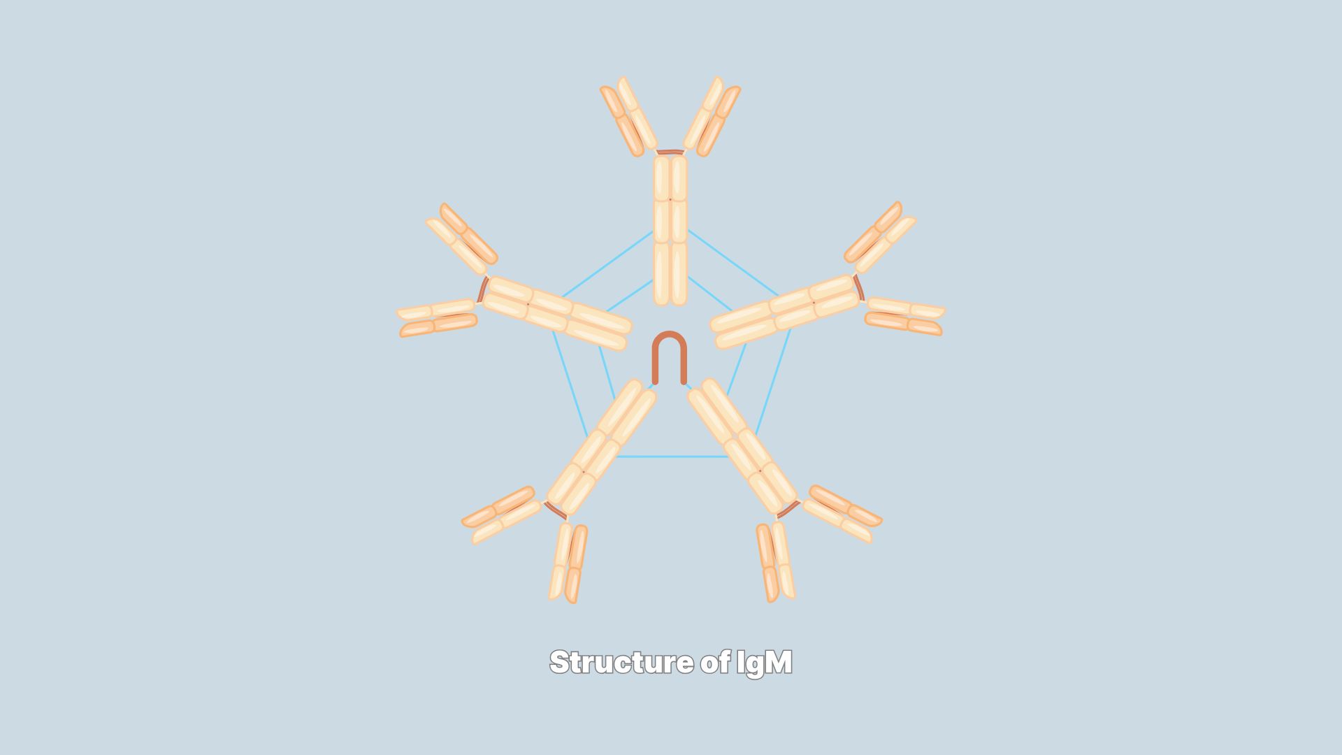 tim-hieu-tam-quan-trong-cua-khang-the-ig-m-trong-he-thong-mien-dich 1.jpg